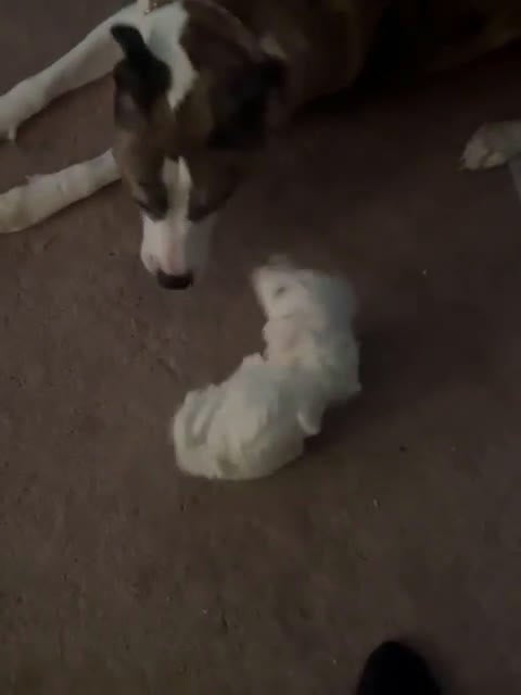 Maltipoo dogs for sale: Maltipoo Puppy 1 - Video 2