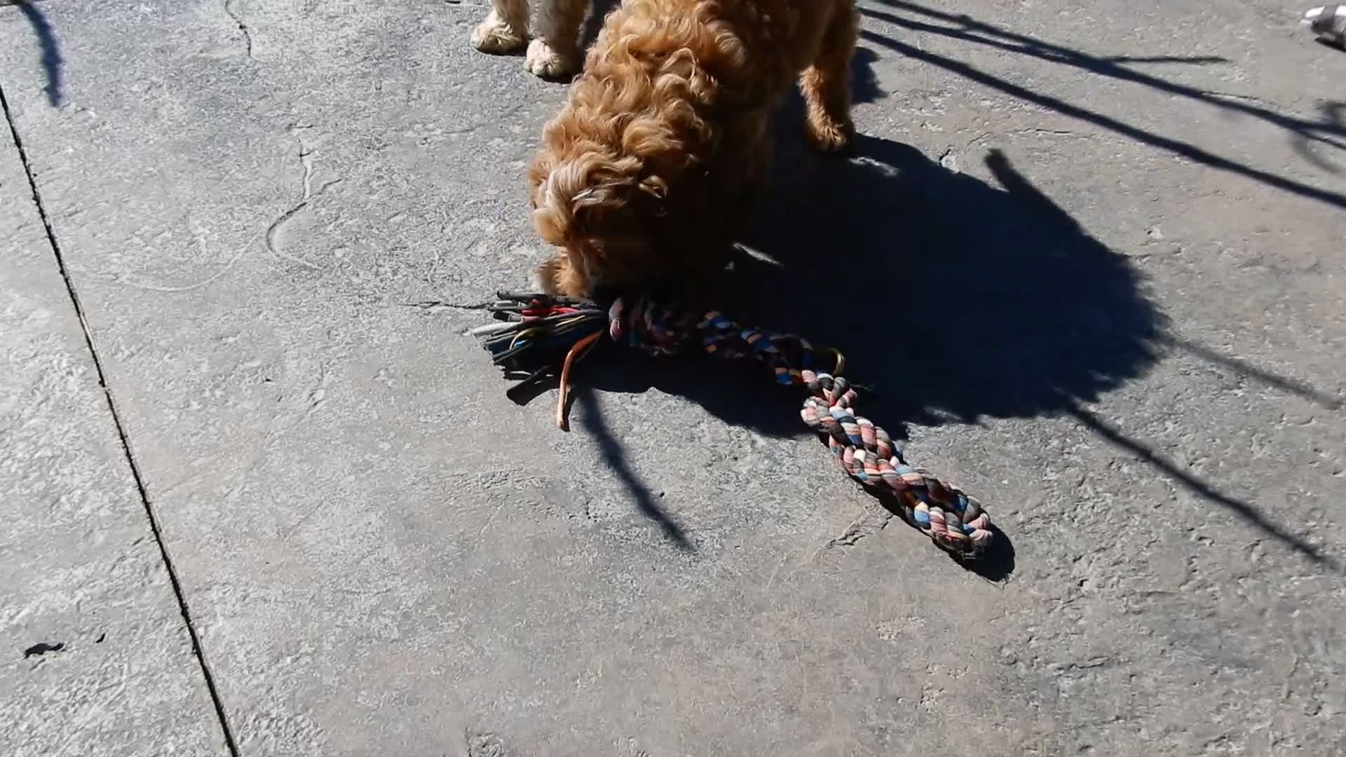 Cavapoo dogs for sale: Thomas - Video 1