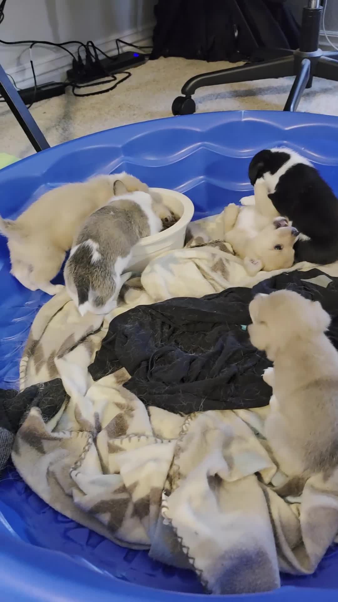 Mixed Breed dogs for sale: Female - Video 1