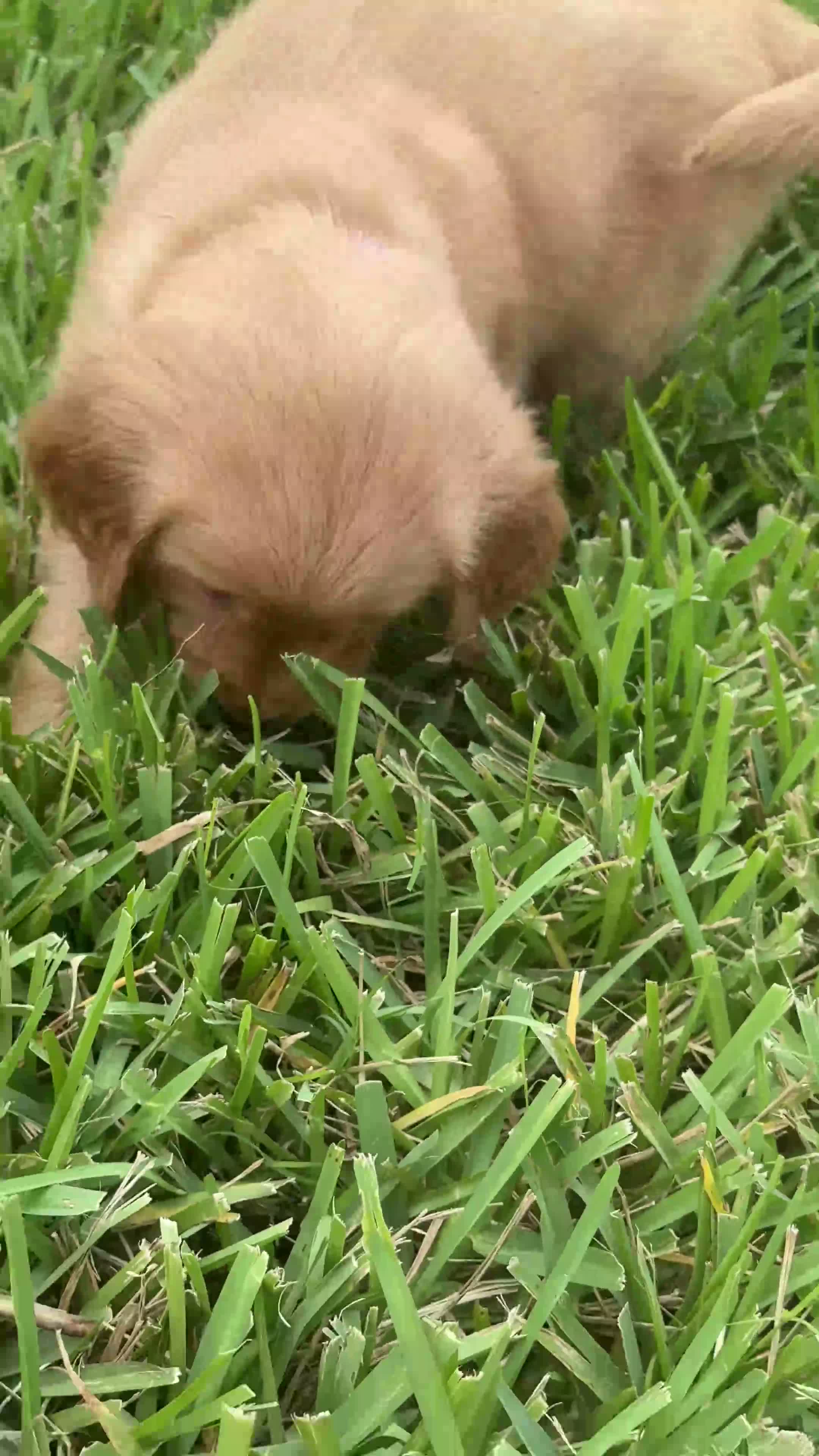 Golden Retriever dogs for sale: Miss purple  - Video 1