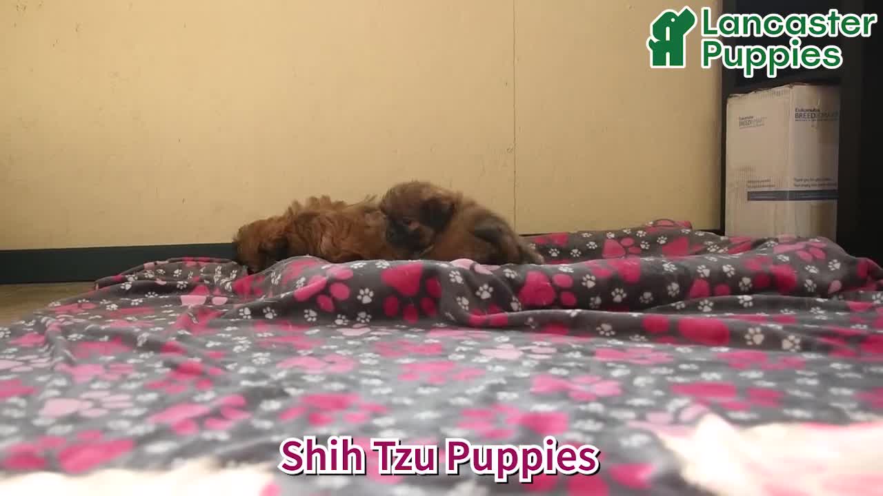 Shih Tzu dogs for sale: Zeus - Video 1