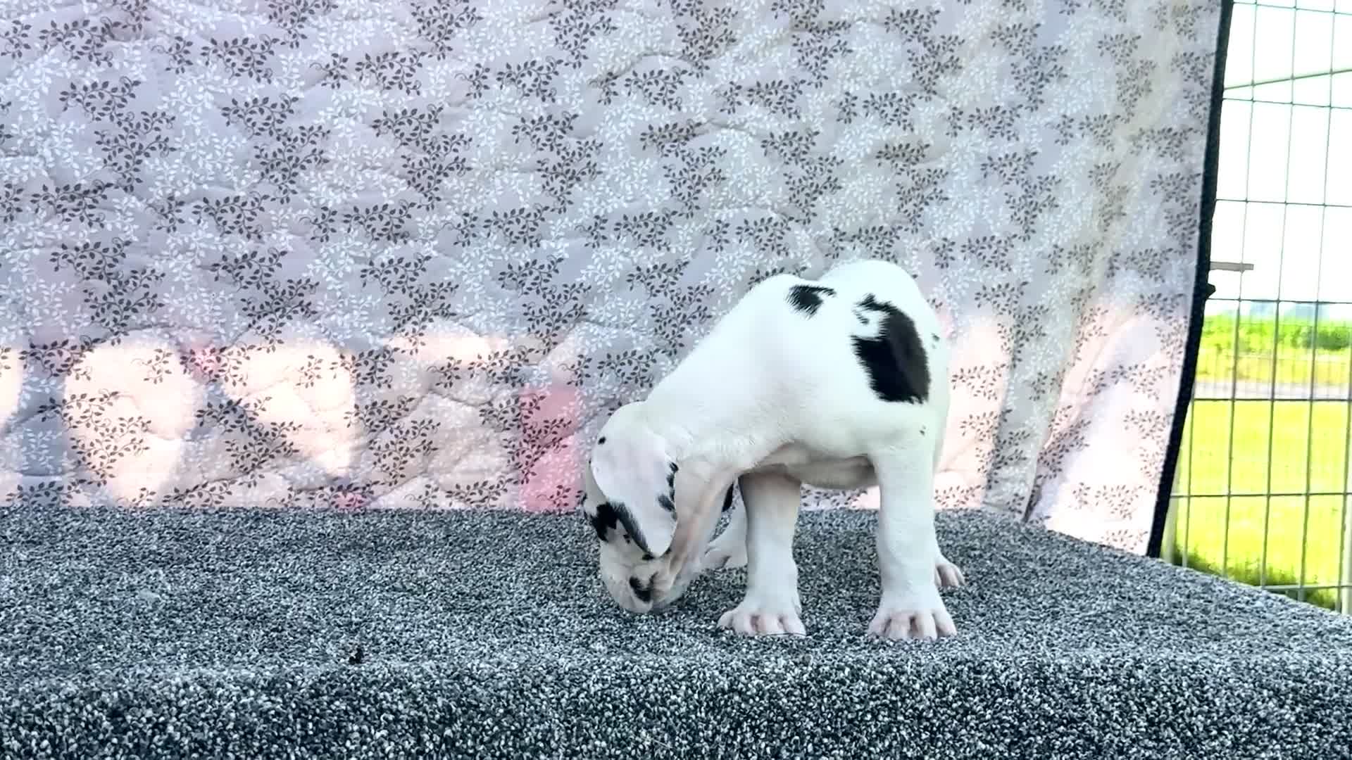 Great Dane dogs for sale: Erin - Video 1