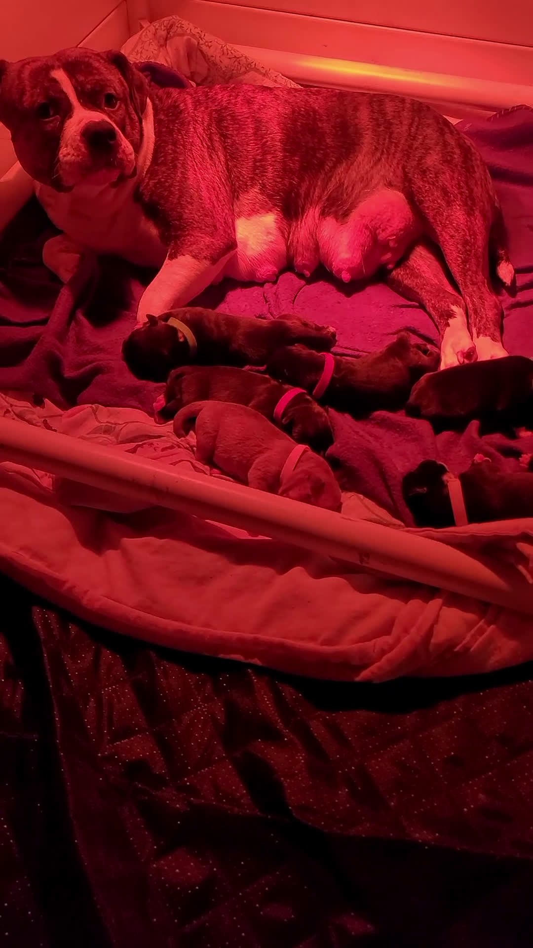 Mixed Breed dogs for sale: Mixed Breed Puppy 2 - Video 1