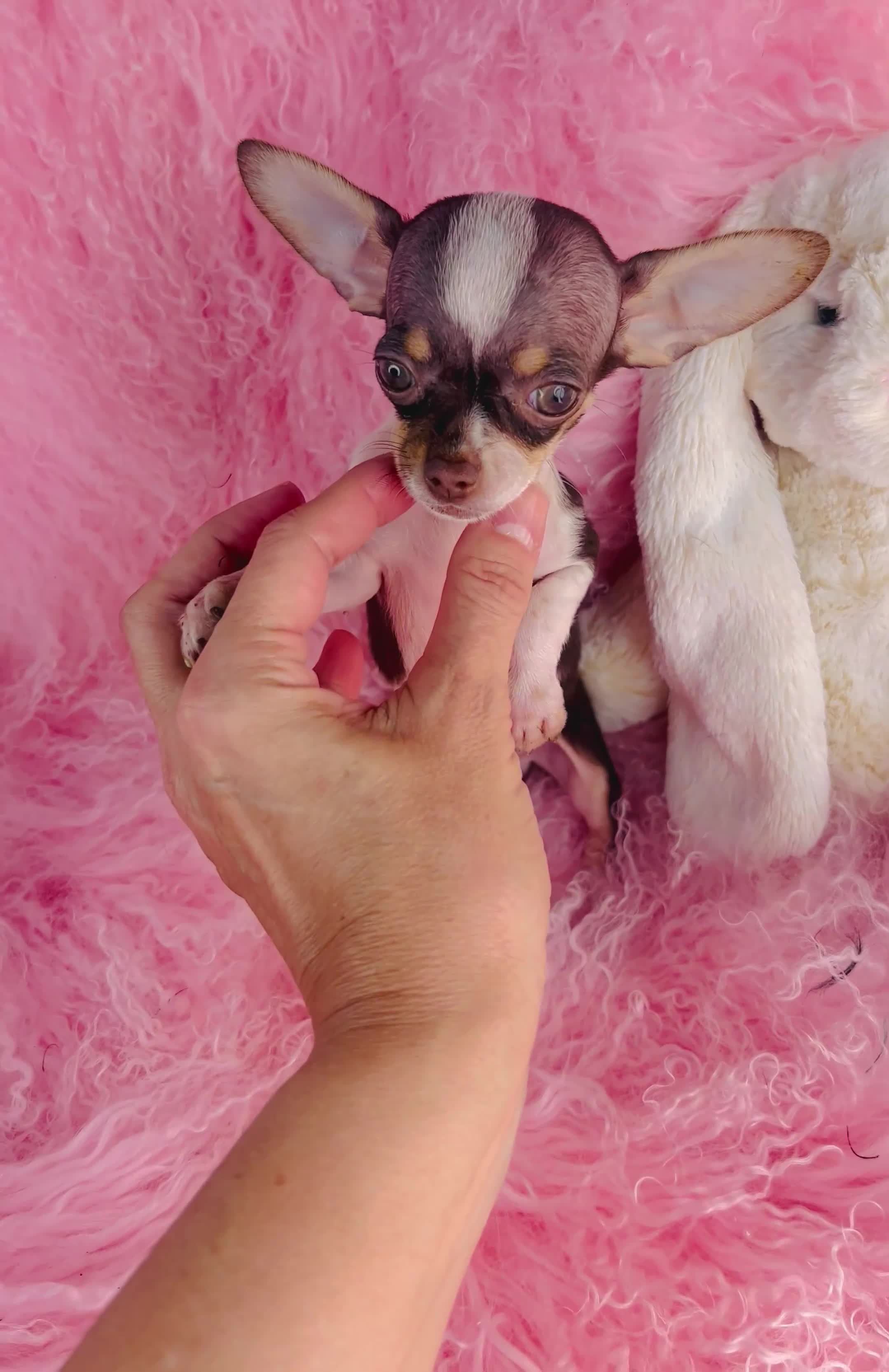 Chihuahua dogs for sale: Chihuahua 1 - Video 1