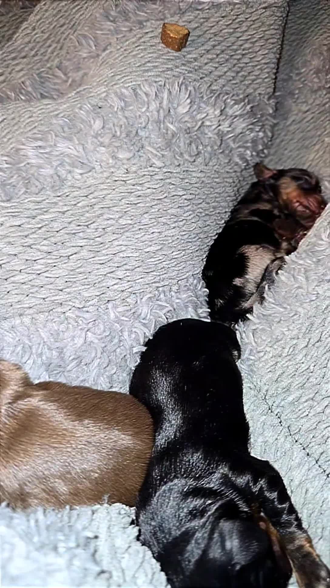 Mixed Breed dogs for sale: Lily - Video 7