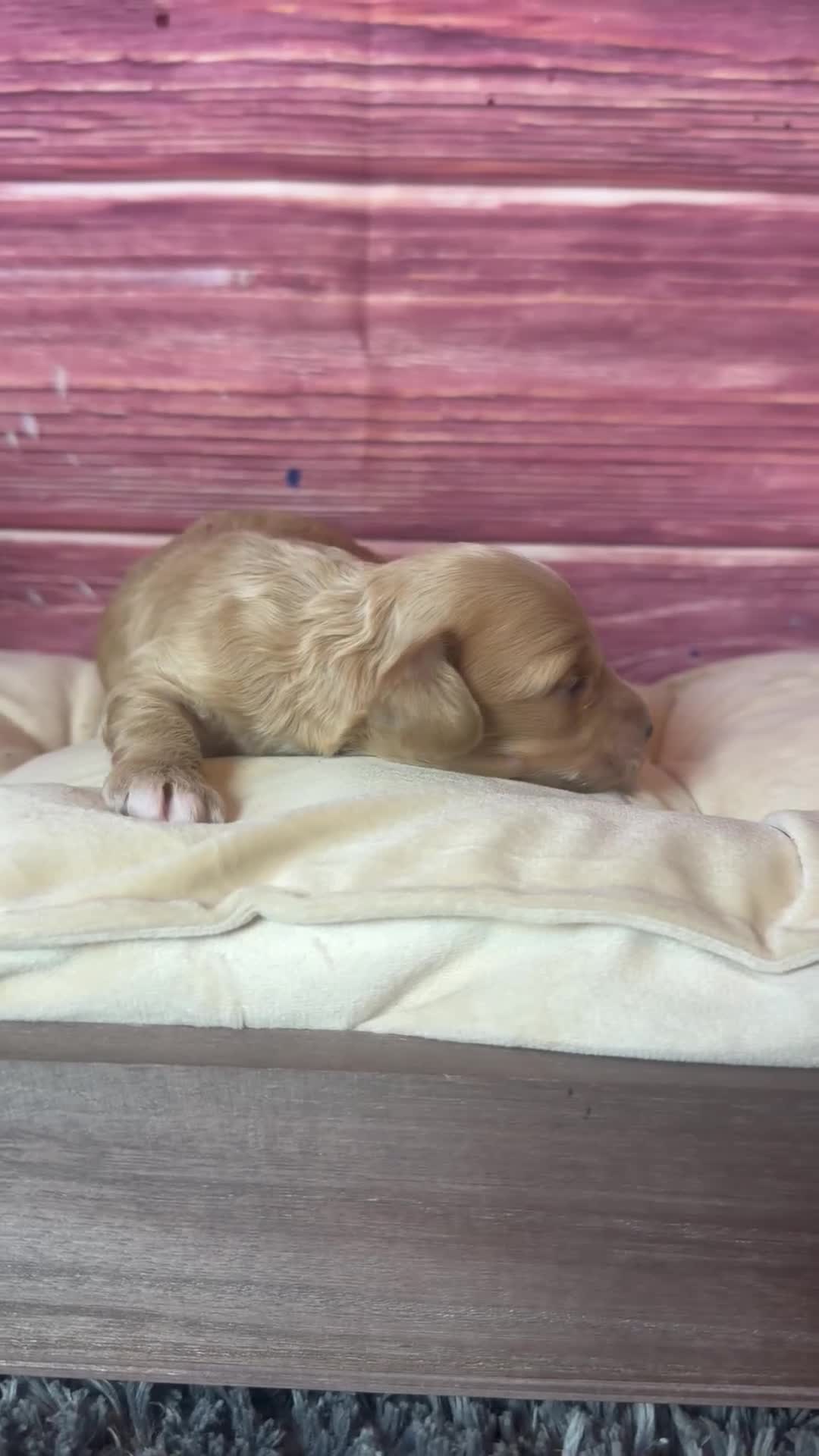 Cockapoo dogs for sale: Nala - Video 1