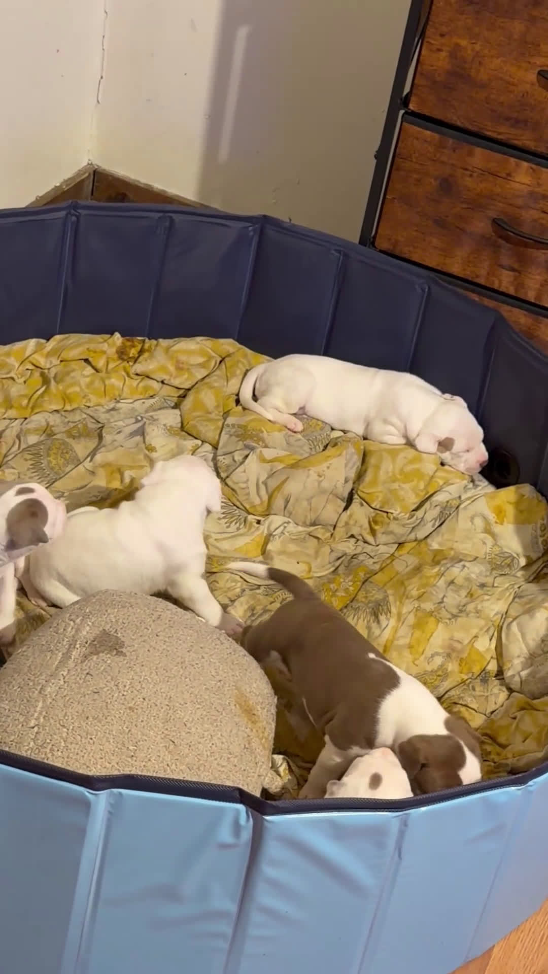 American Bully dogs for sale: American Bully Puppy 7 - Video 4