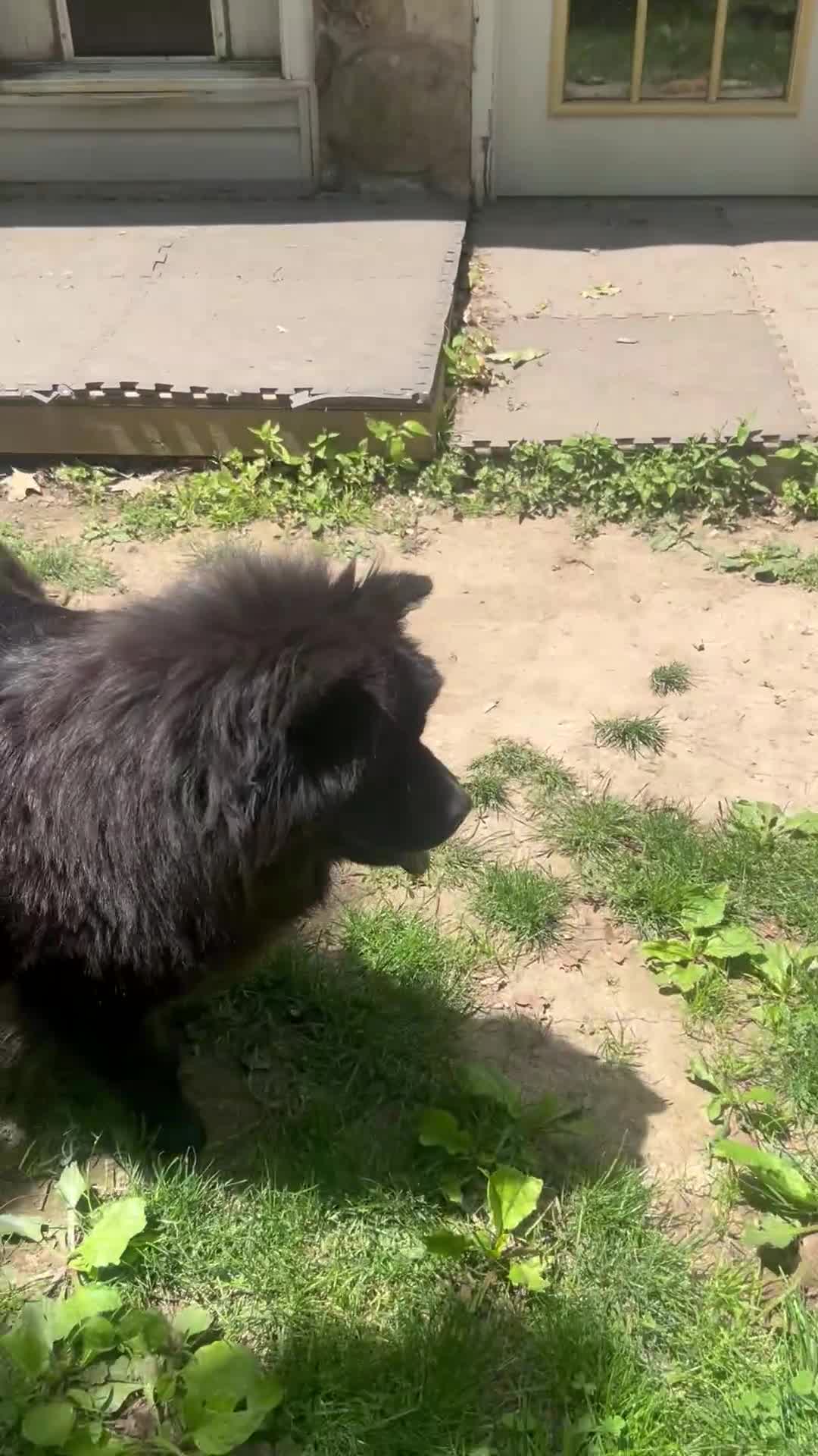 Chow Chow dogs for sale: Chow Chow Puppy 2 - Video 1