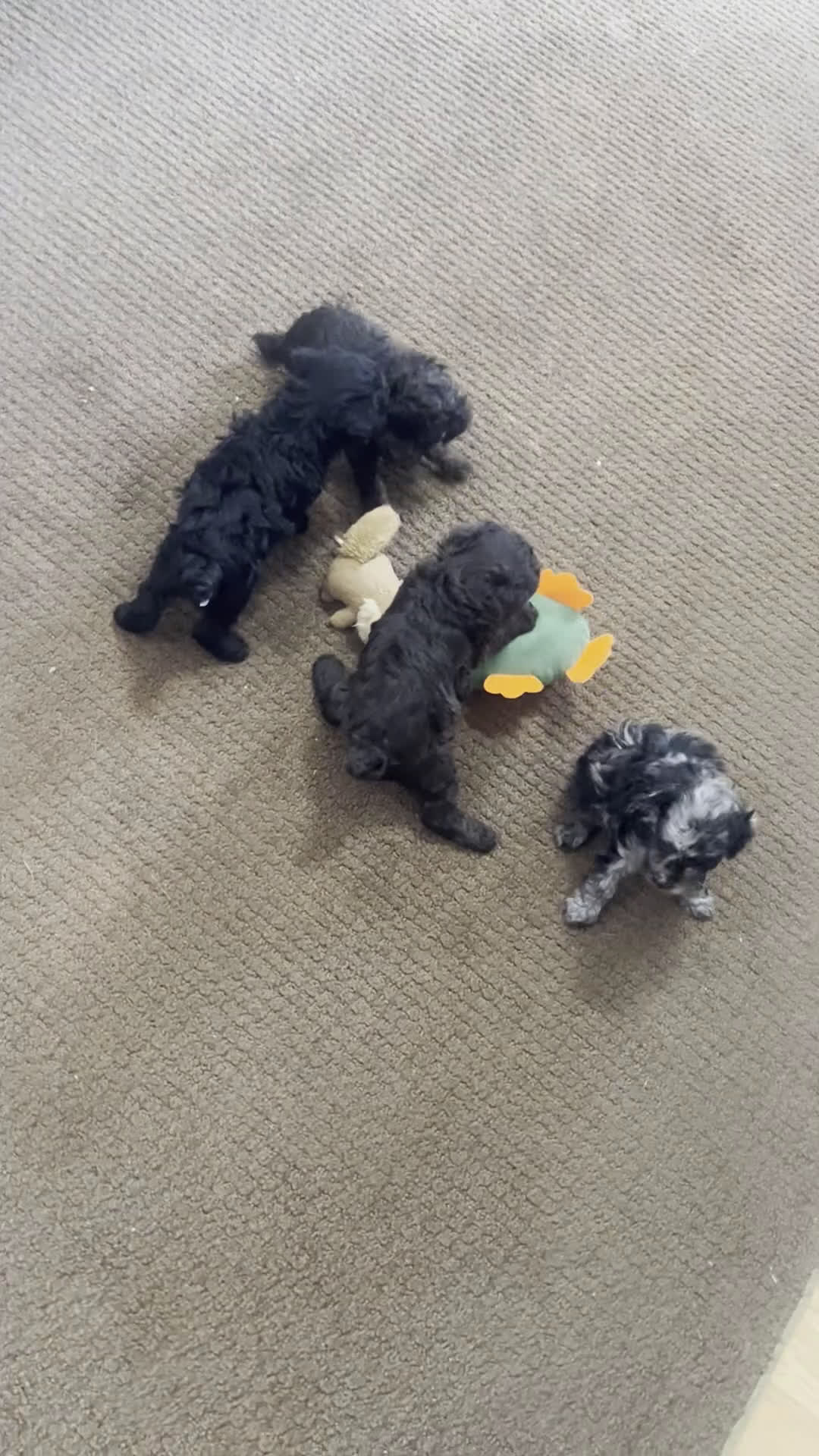 Toy Poodle dogs for sale: Lilly - Video 1