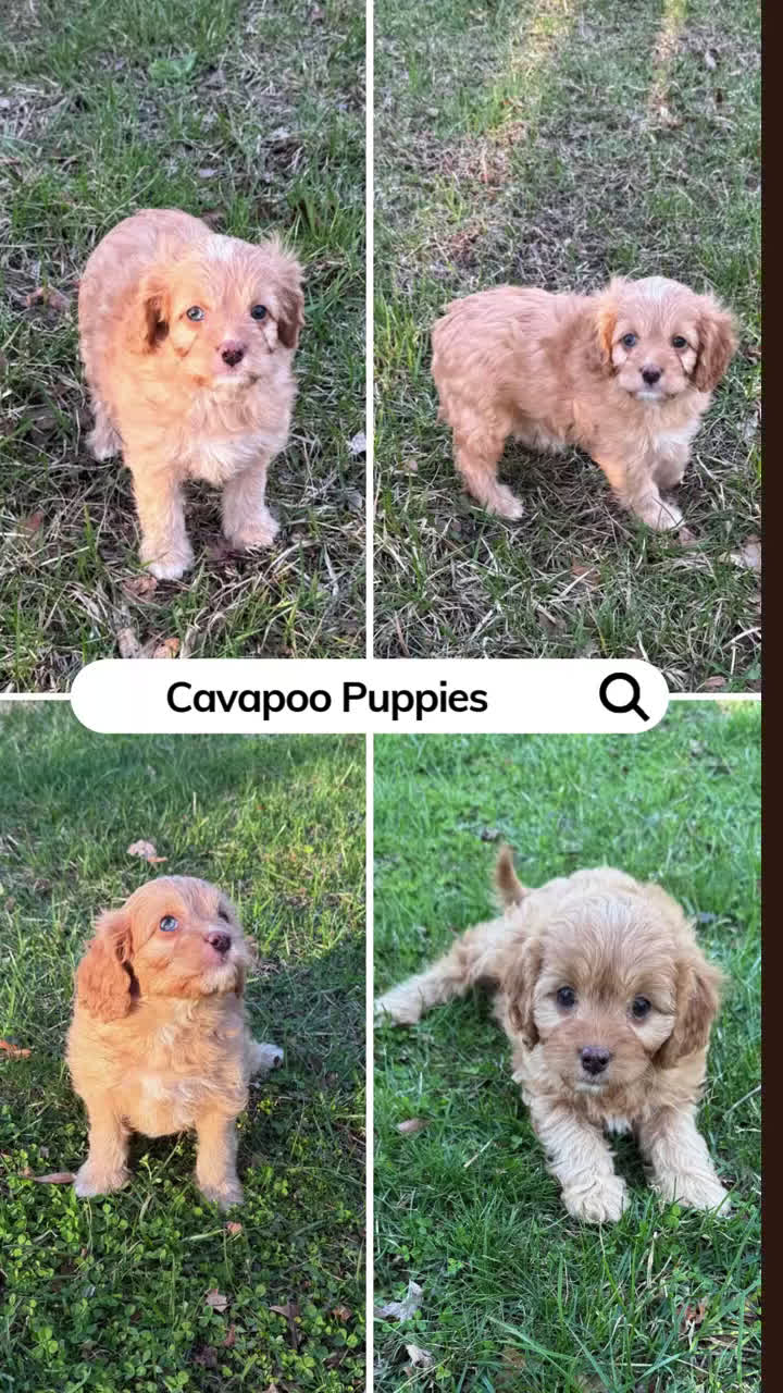 Cavapoo dogs for sale: Rocco - Video 1