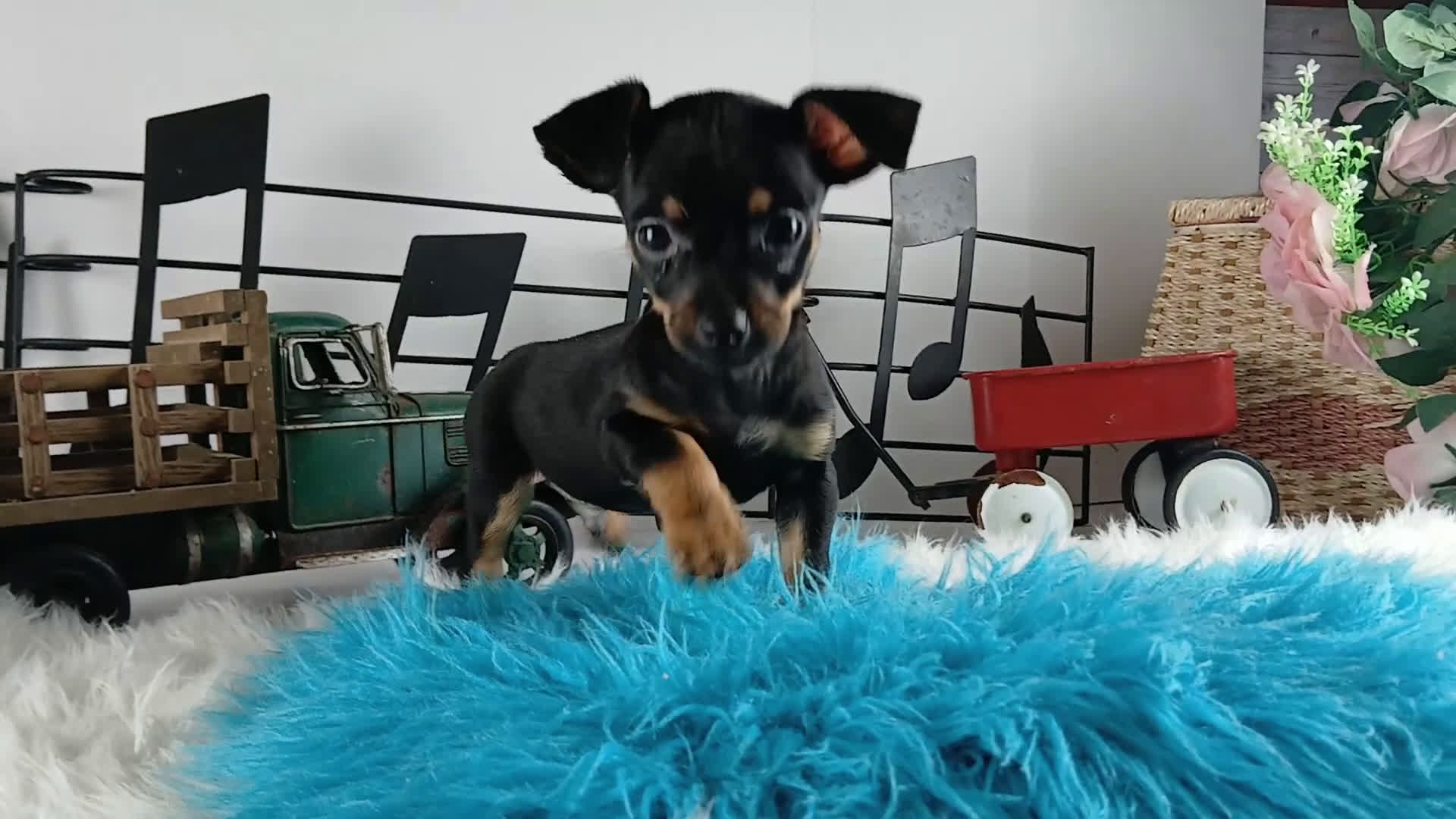 Chihuahua dogs for sale: Autumns Blk n tan boy Nationwide delivery  - Video 1