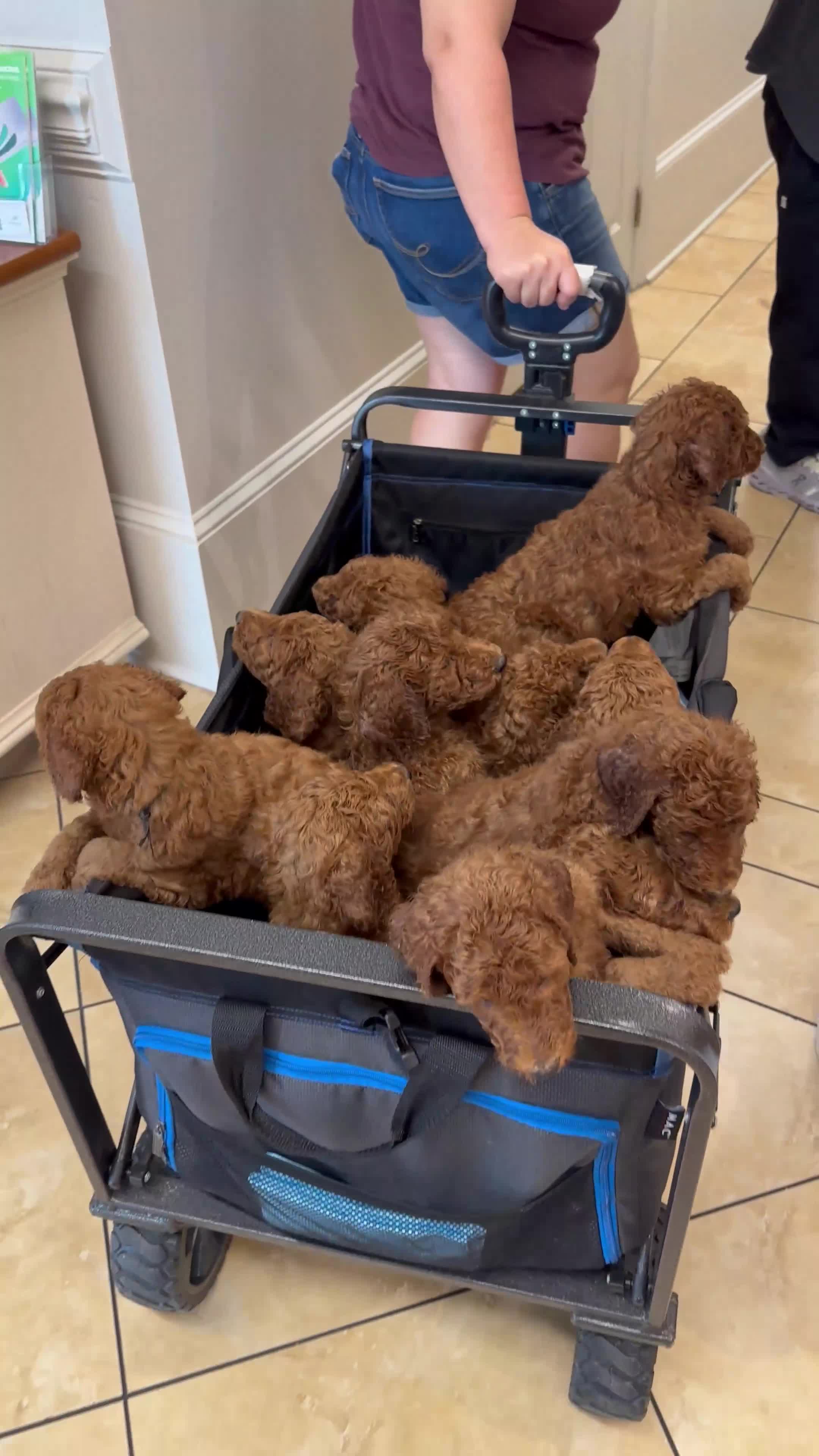 Standard Poodle dogs for sale: Standard Poodle 2 - Video 1