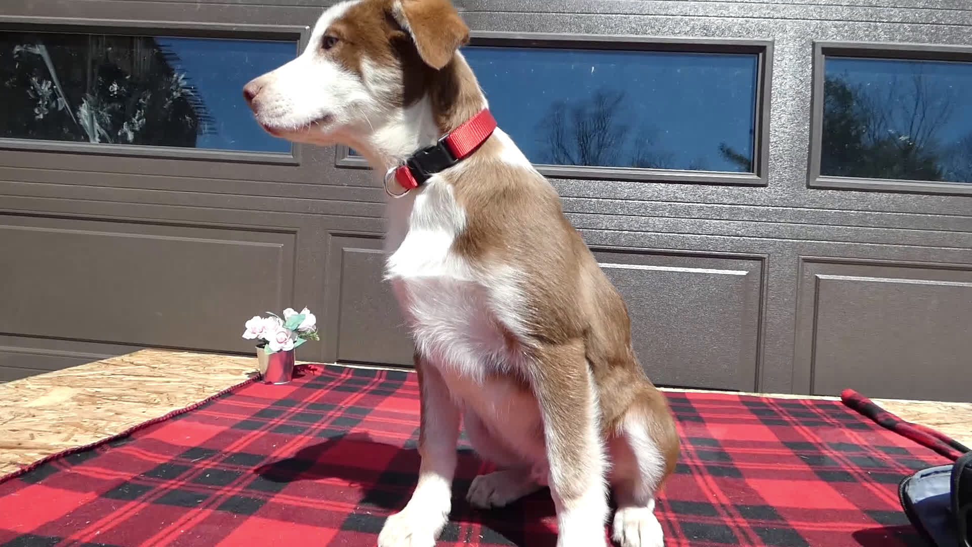 Mixed Breed dogs for sale: Australian Shepherd Puppy 5 Red Robin - Video 1