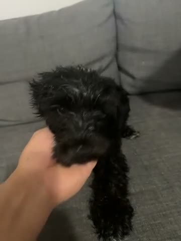 Schnoodle dogs for sale: Mini Schnauzer 2 - Video 1