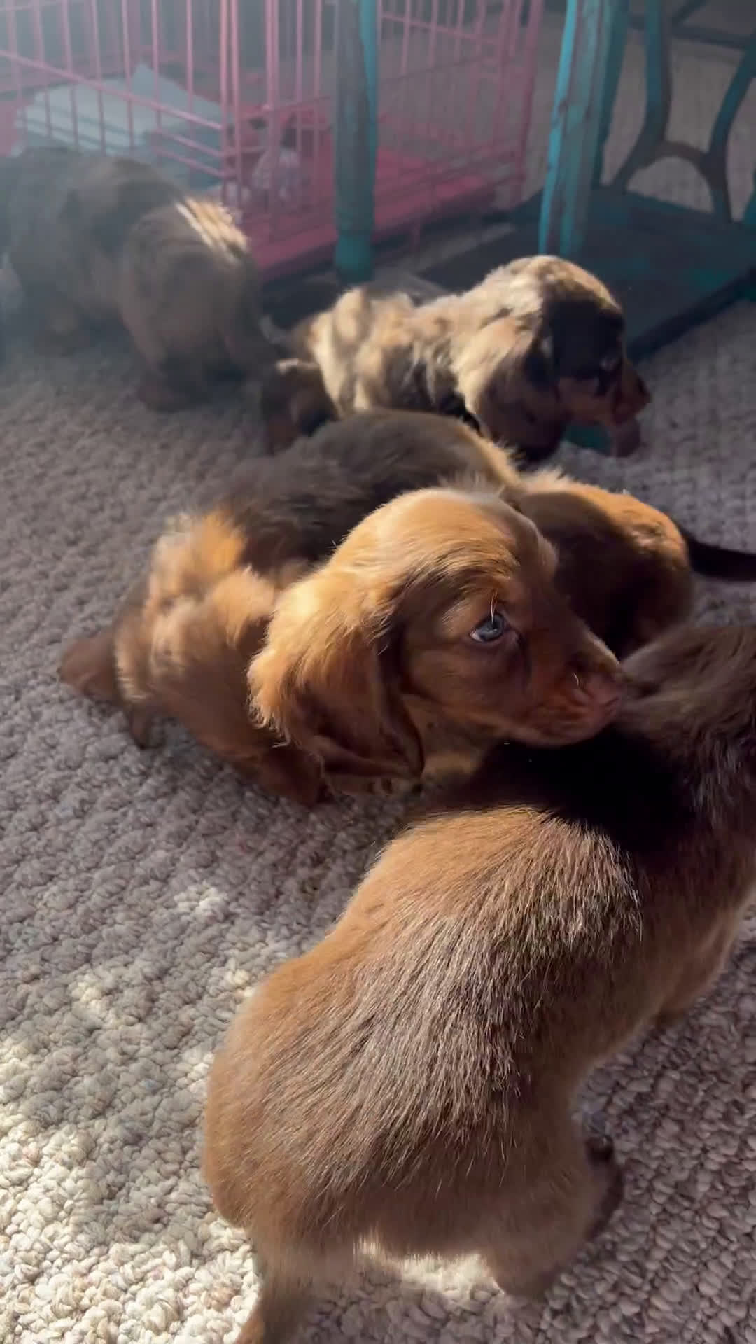 Miniature Dachshund dogs for sale: Odie - Video 3
