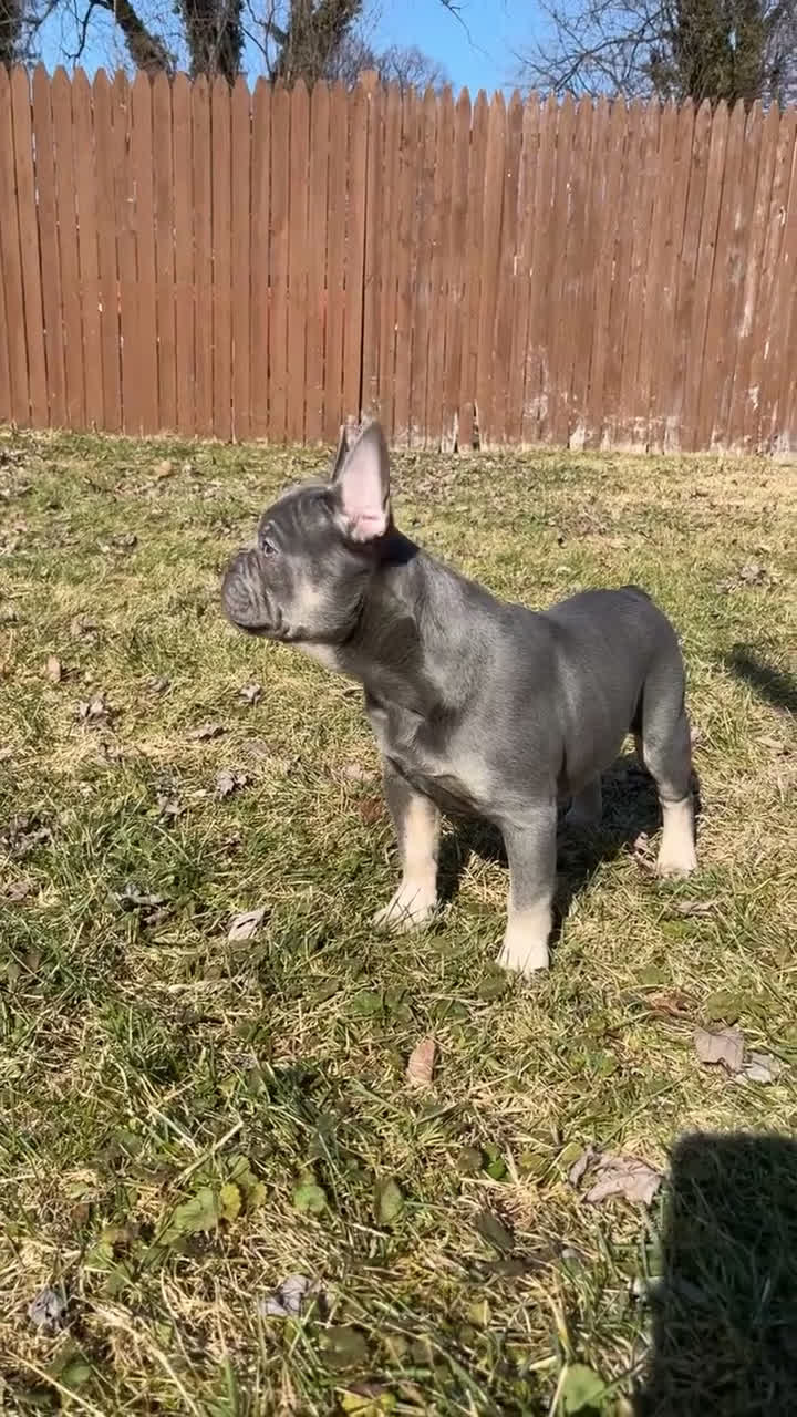 French Bulldog dogs for sale: Diva - Video 3