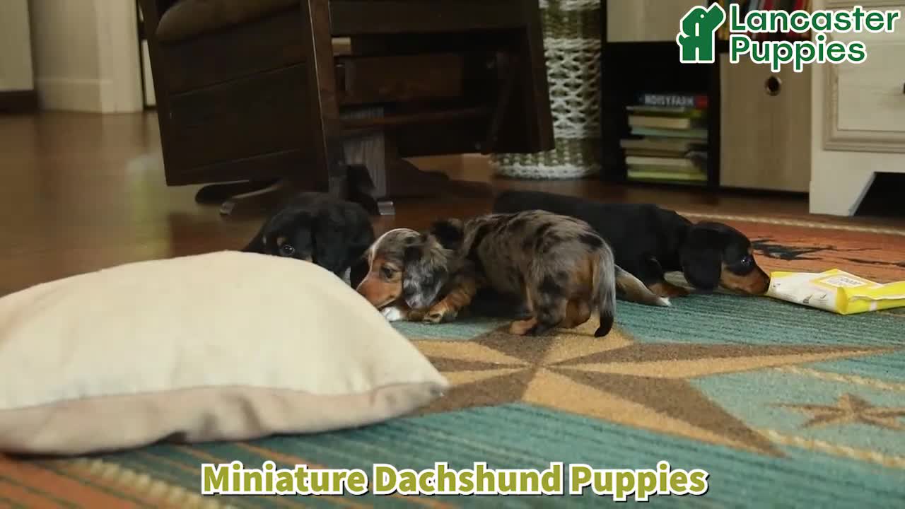 Miniature Dachshund dogs for sale: Garrett - Video 1