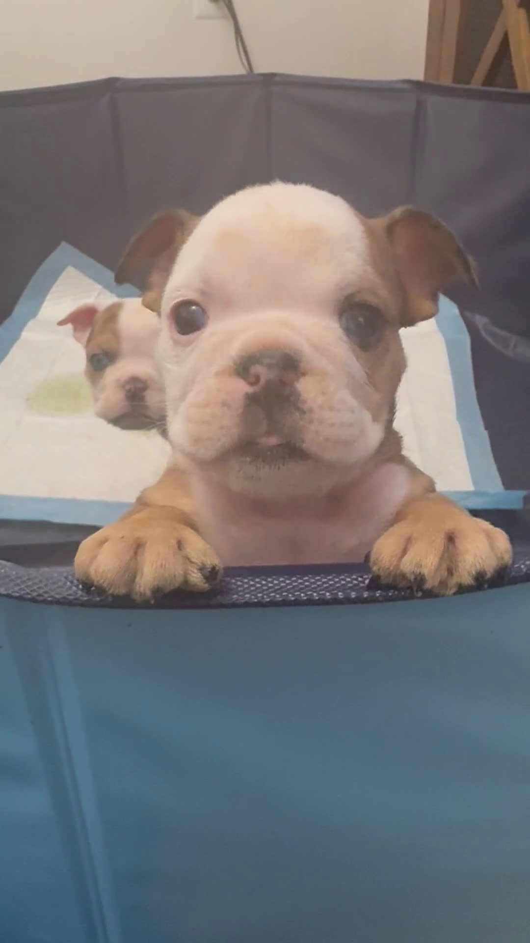 English Bulldog dogs for sale: English Bulldog Puppy 1 - Video 1