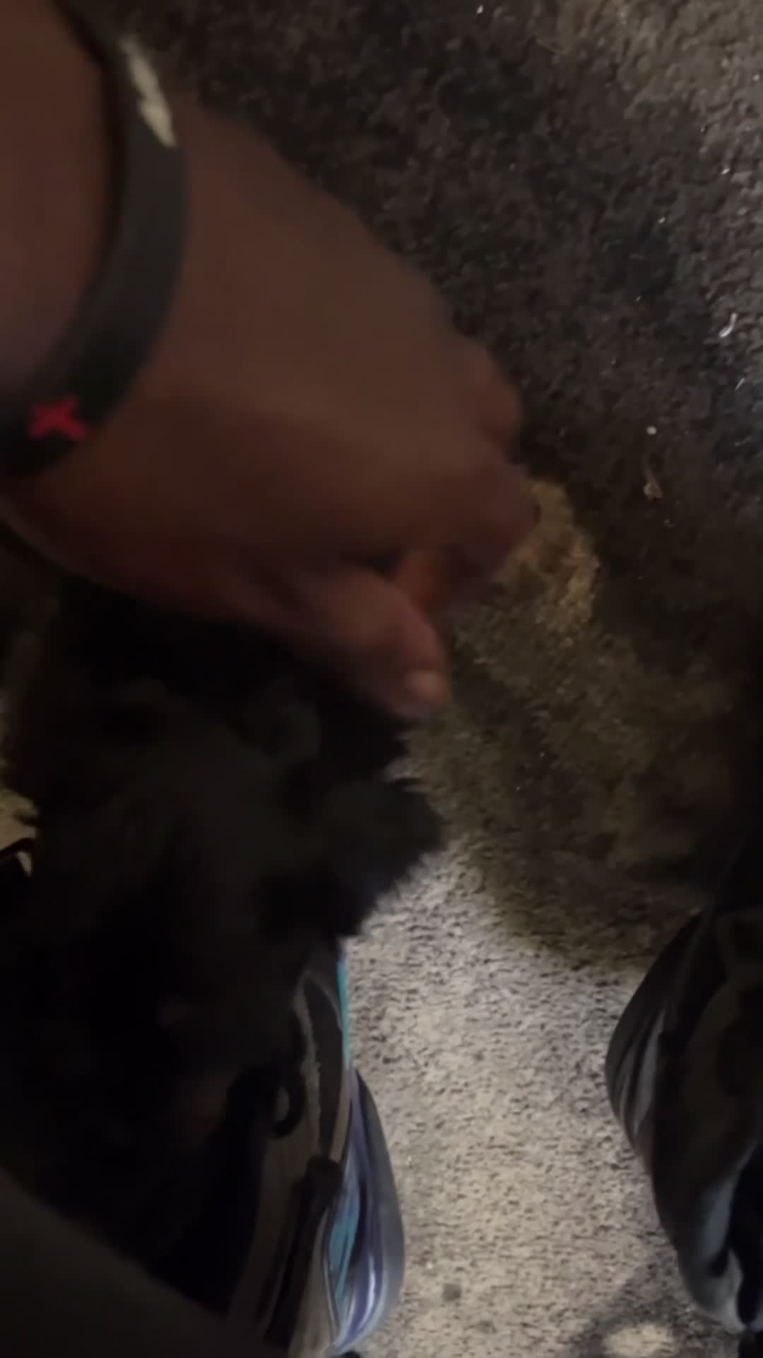 Yorkshire Terrier dogs for sale: Yorkshire Terrier 1 - Video 1