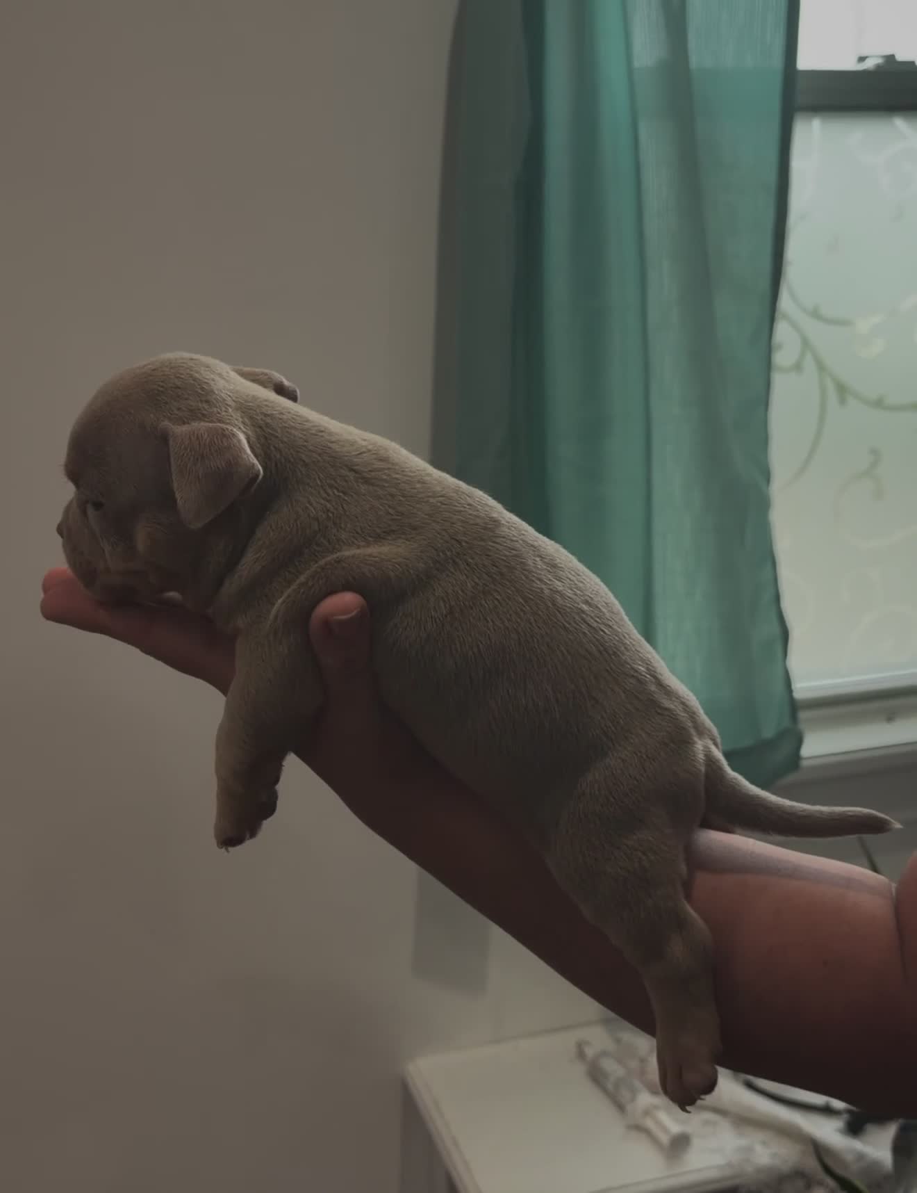 American Bully dogs for sale: American Bully Chocolate Tri Color  - Video 4