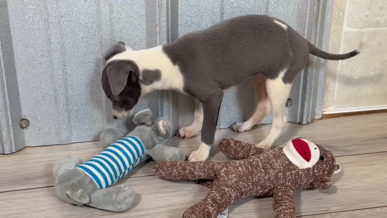 Italian Greyhound dogs for sale: Jessie - Video 1
