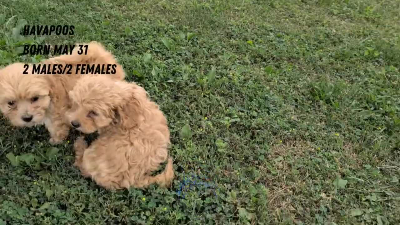 Havapoo dogs for sale: Baxter  - Video 3