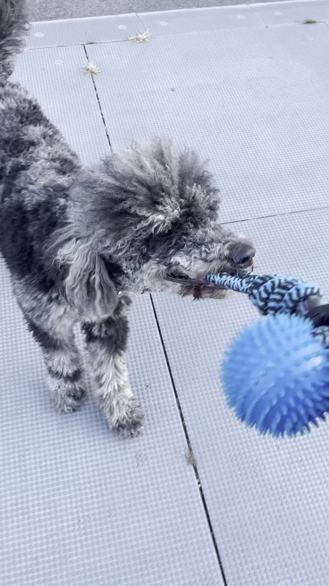 Goldendoodle dogs for stud: Bleu Merle Stud - Video 1