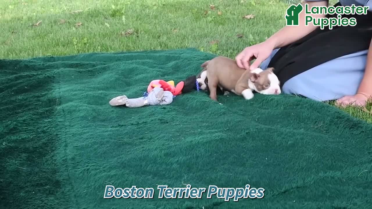 Boston Terrier dogs for sale: Cocoa Fern - Video 1