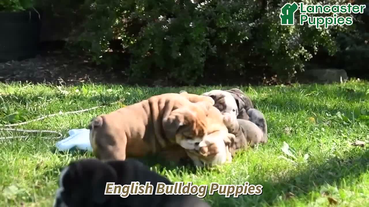 English Bulldog dogs for sale: Jackon - Video 1