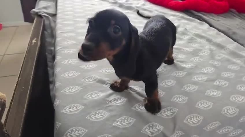 Dachshund dogs for sale: Dachshund Puppy 1 - Video 1