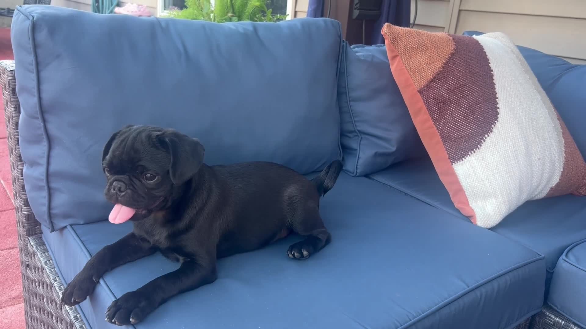 Pug dogs for sale: Rocky - Video 3