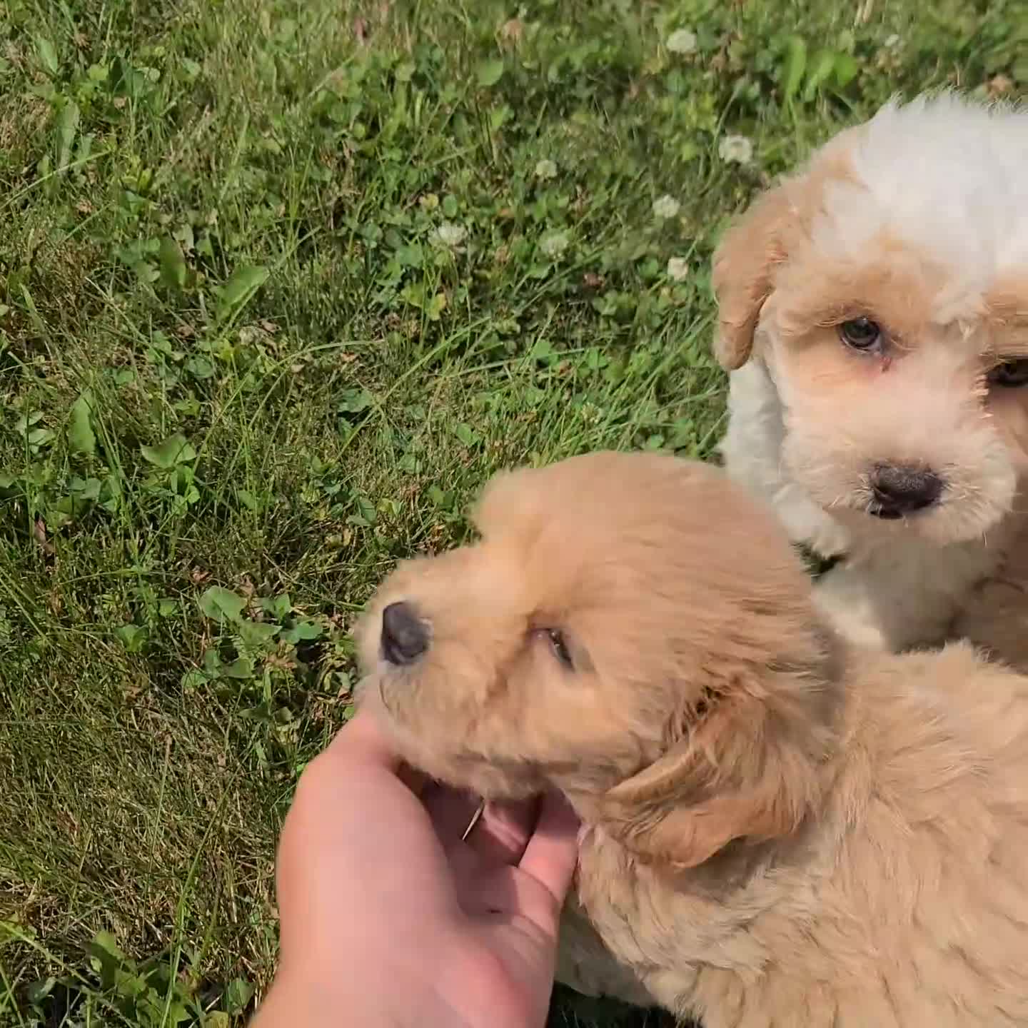 Maltipoo dogs for sale: Layla - Video 2