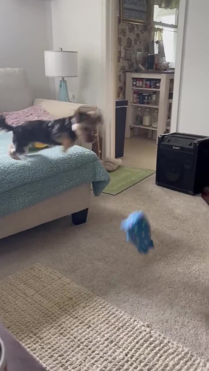 Morkie dogs for sale: Buddy - Video 1