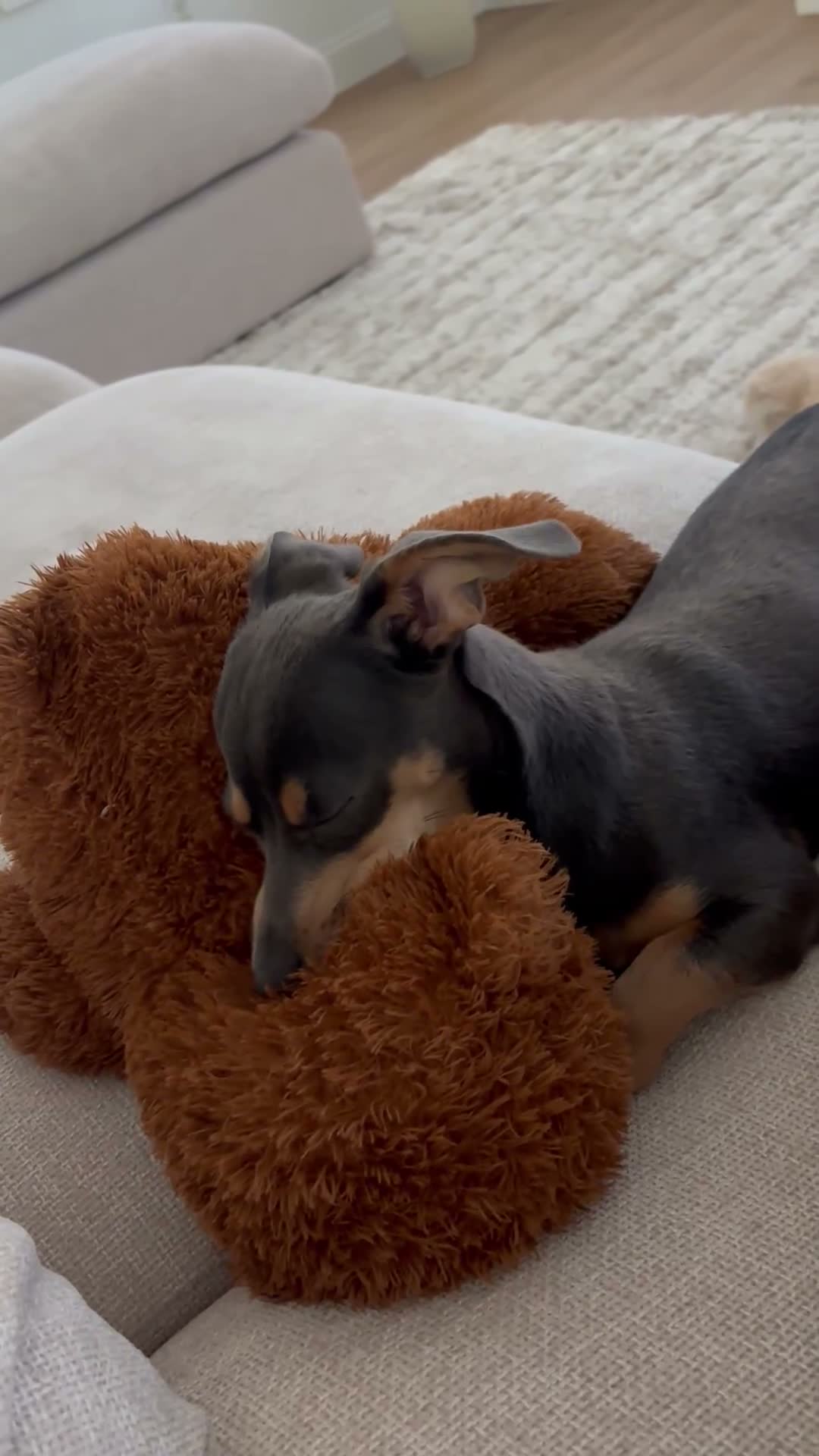 Chiweenie dogs for sale: Brownie  - Video 1