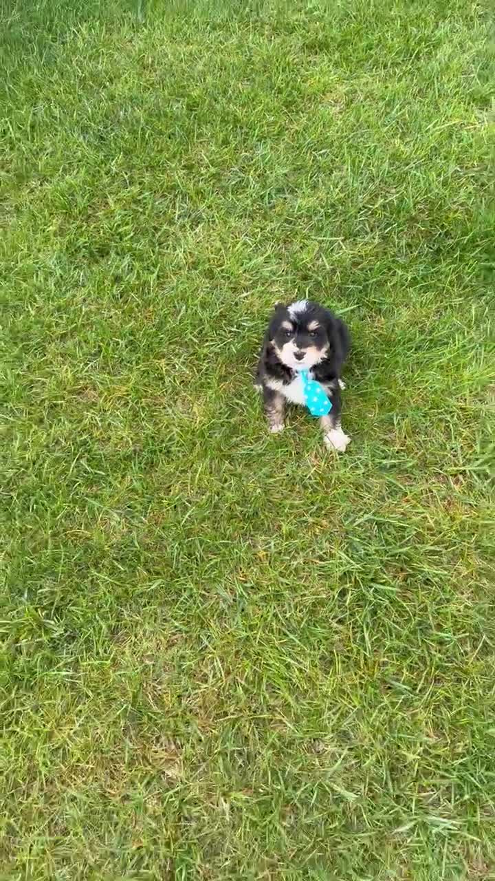 Mini Bernedoodle dogs for sale: Mini Benny - Video 1