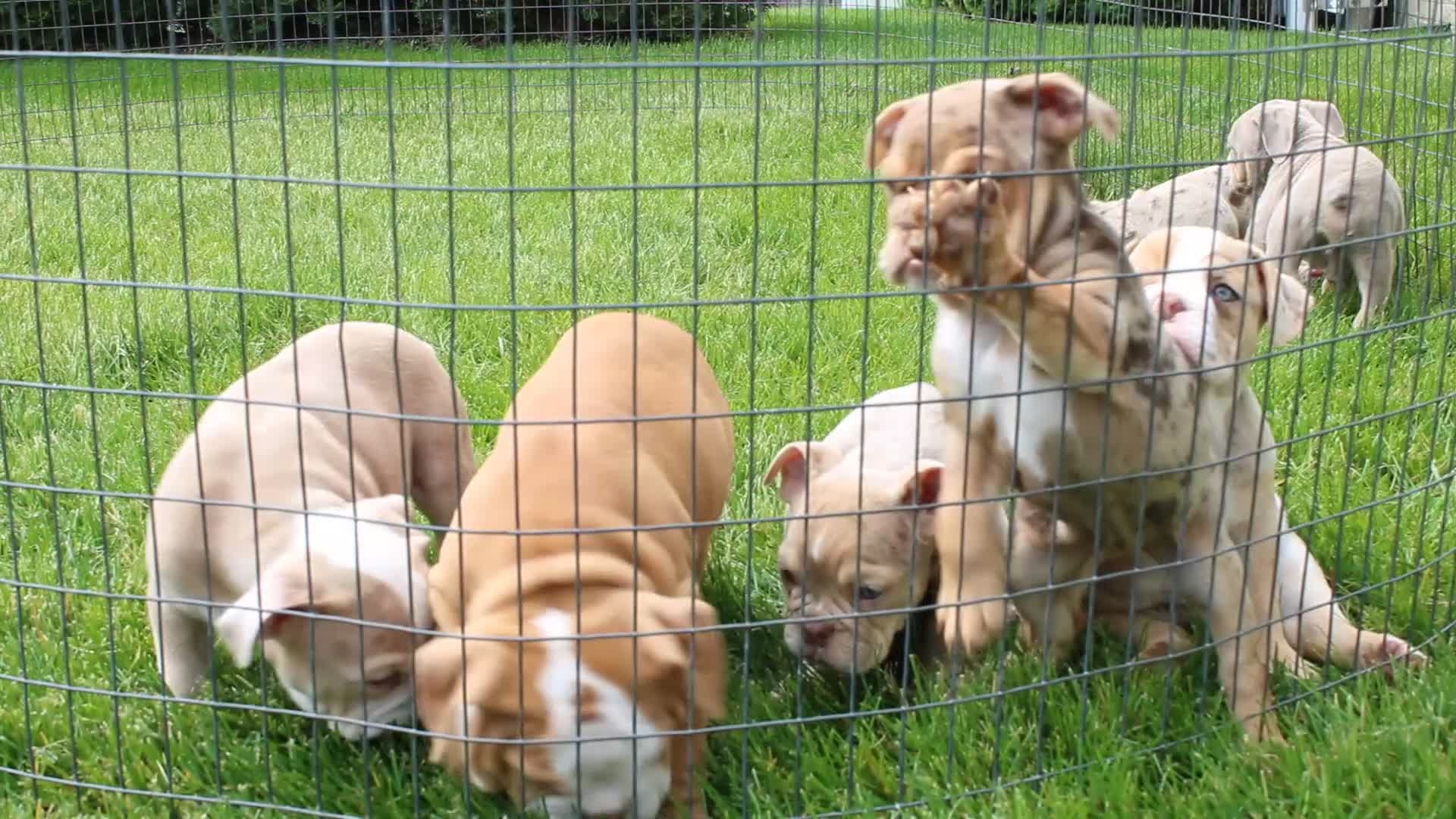 English Bulldog dogs for sale: Kory - Video 3