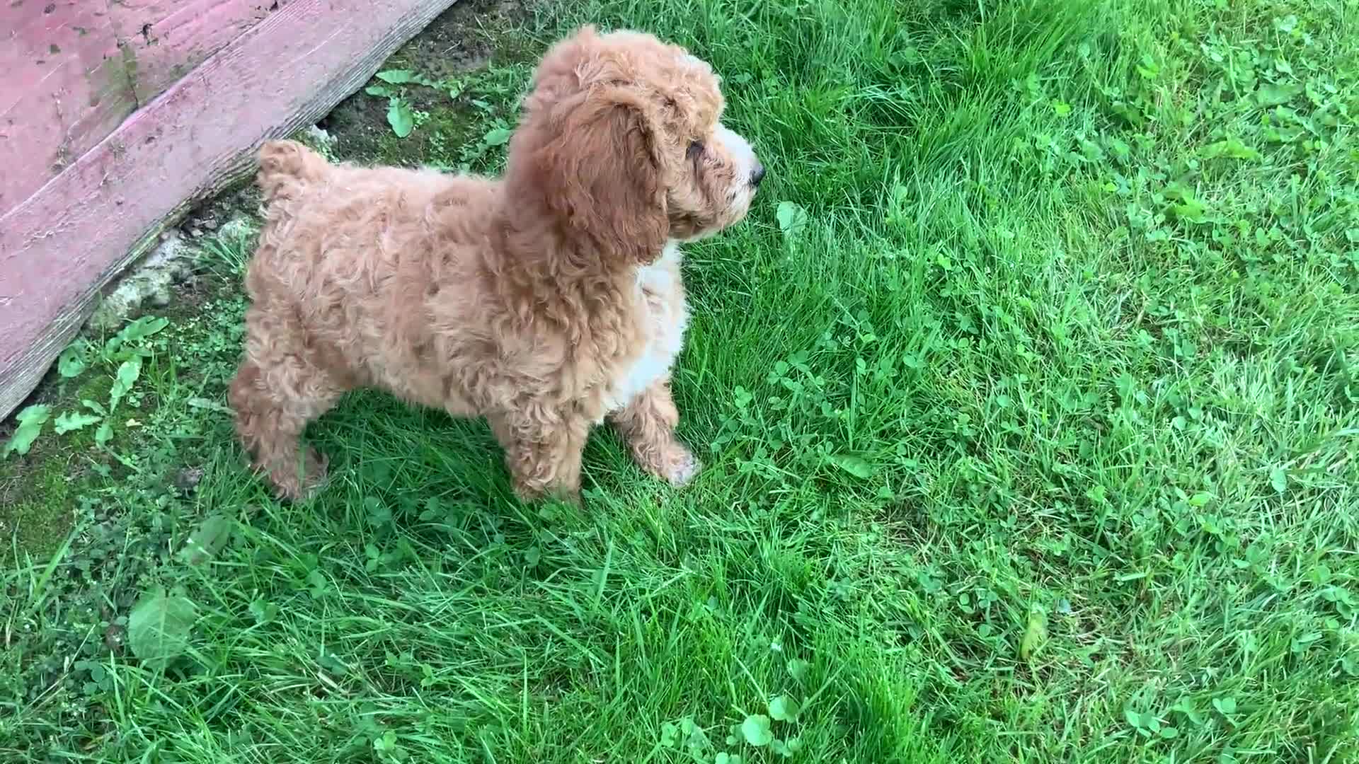 Miniature Poodle dogs for sale: Dora - Video 1