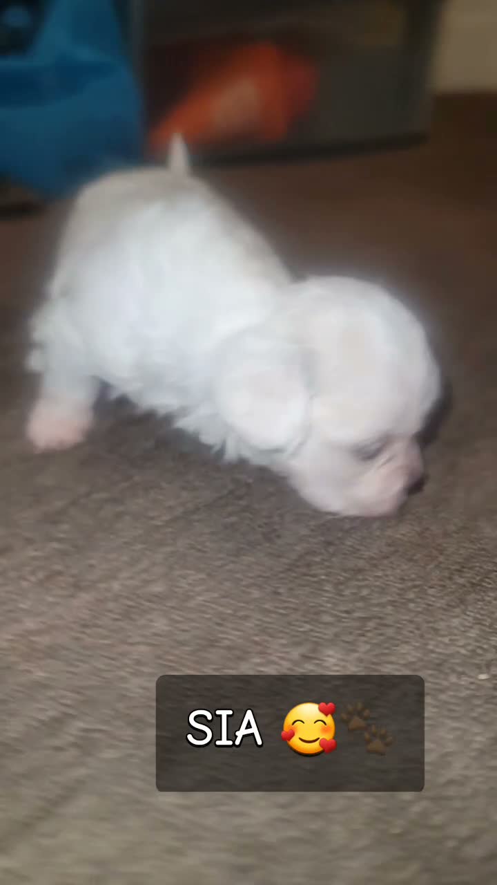Malshi dogs for sale: Sia - Video 1