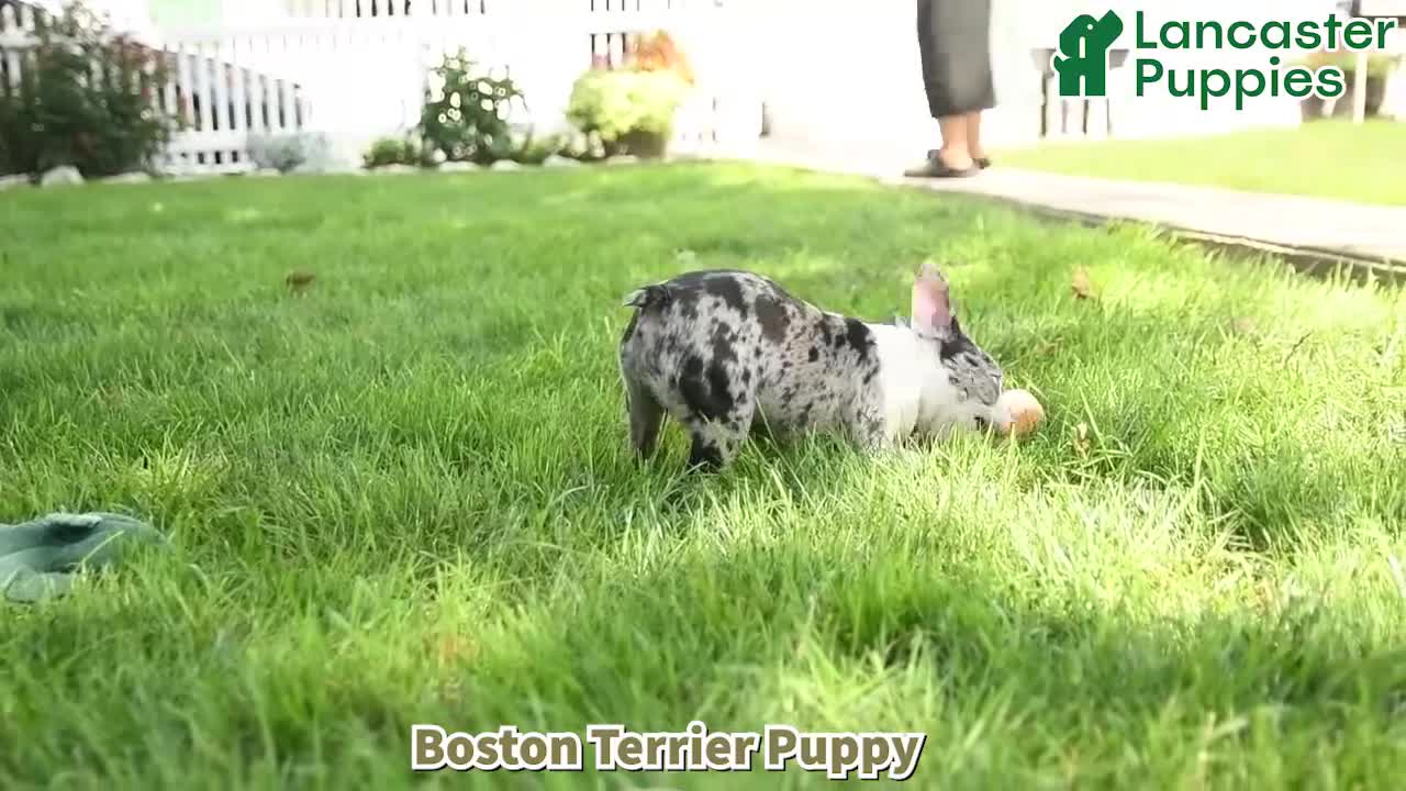 Boston Terrier dogs for sale: Bella   - Video 1