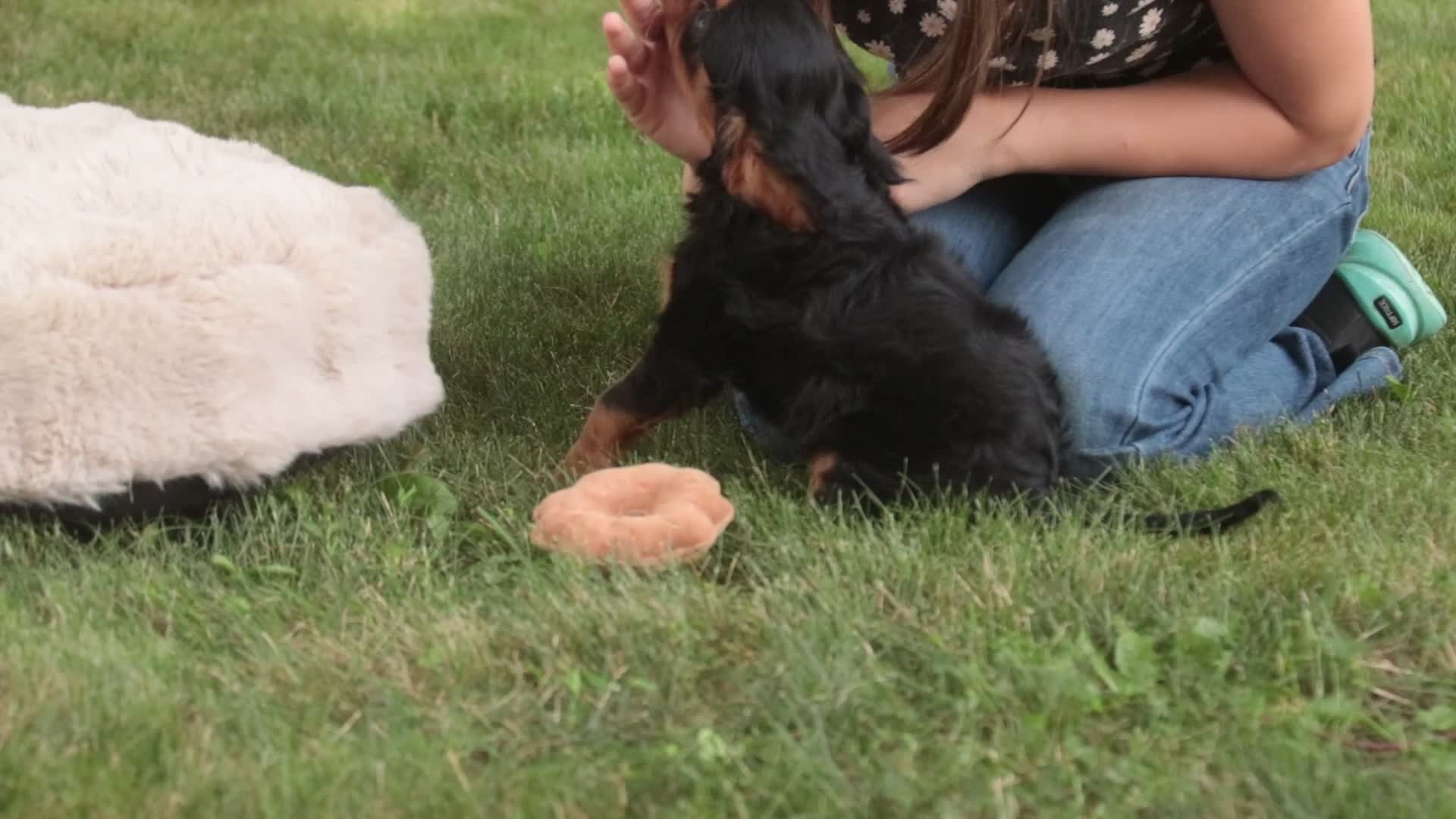 Cavalier King Charles Spaniel dogs for sale: Loki Cavalier King Charles Spaniel - Video 2