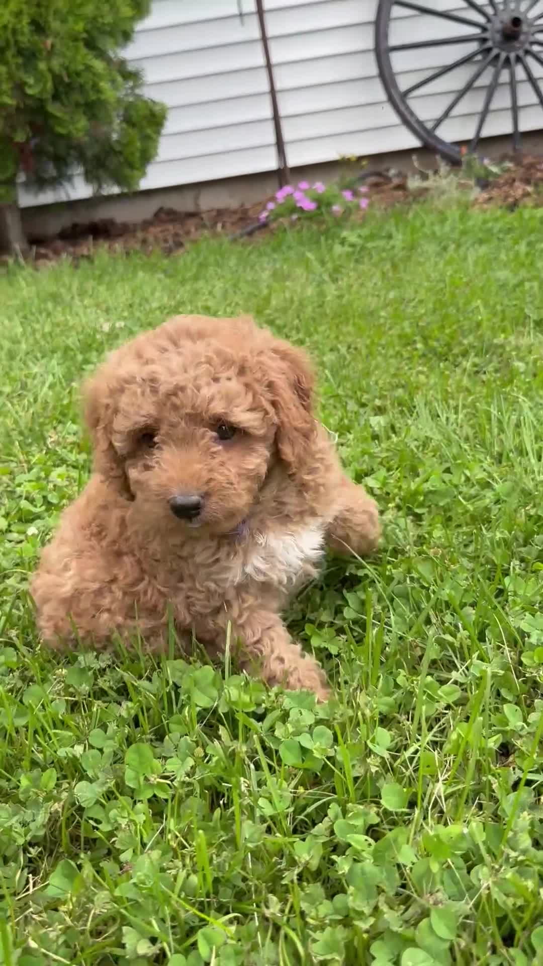 Mini Goldendoodle dogs for sale: Betzy - Video 1