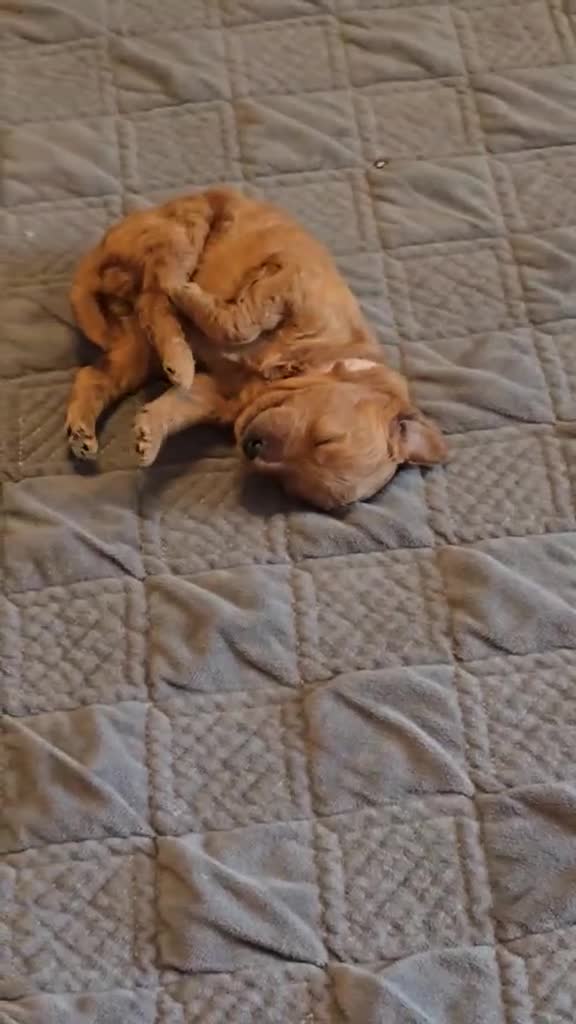 Mini Goldendoodle dogs for sale: lucy - Video 1