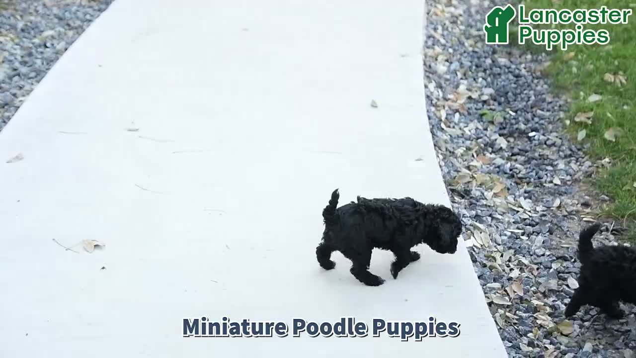 Miniature Poodle dogs for sale: Asher - Video 1