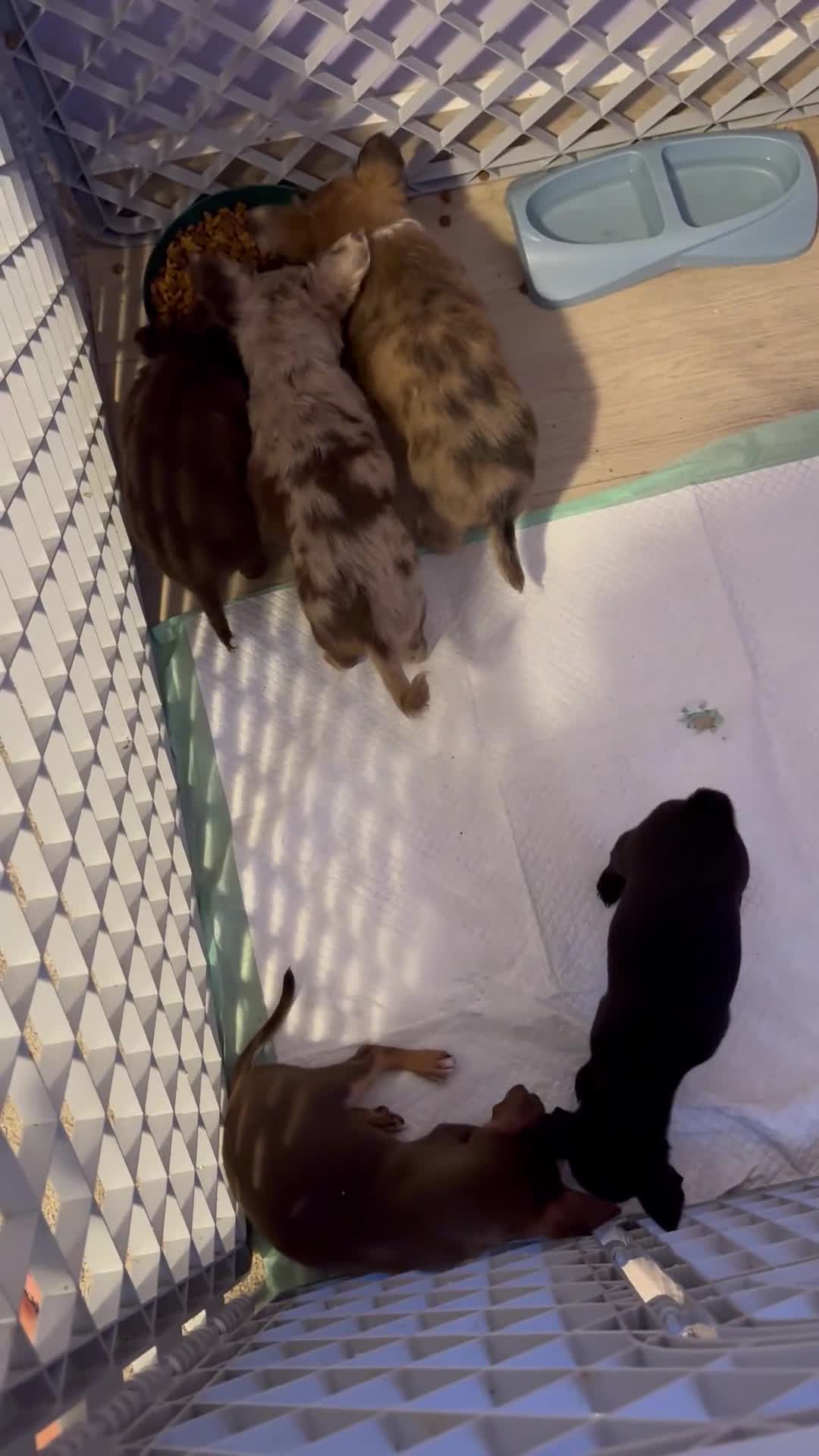 Chihuahua dogs for sale: Chihuahua 1 ready to go tomorrow  - Video 3