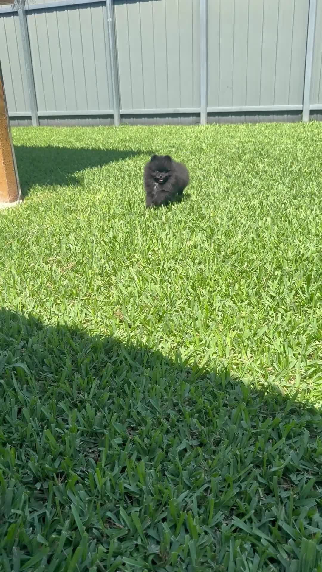 Pomeranian dogs for sale: Pomeranian Puppy 2 - Video 3