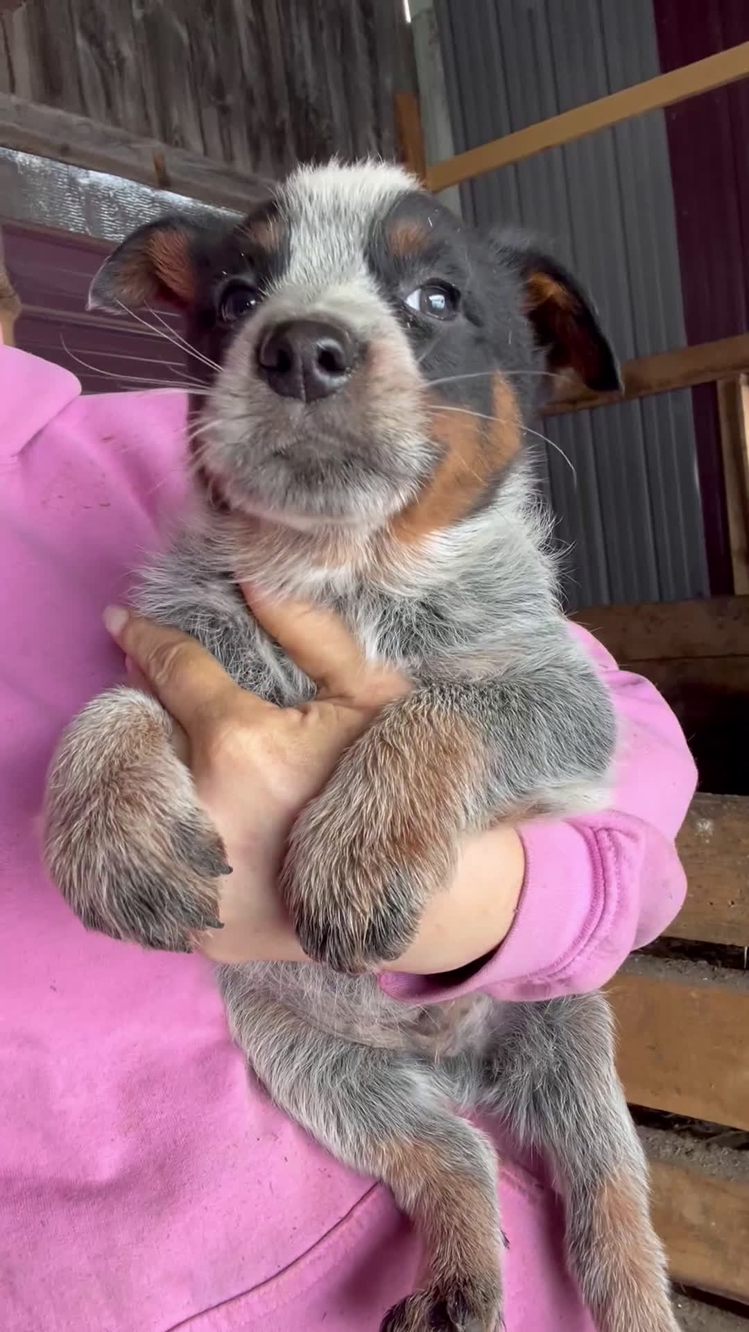 Australian Cattle Dog dogs for sale: Ray - Video 1