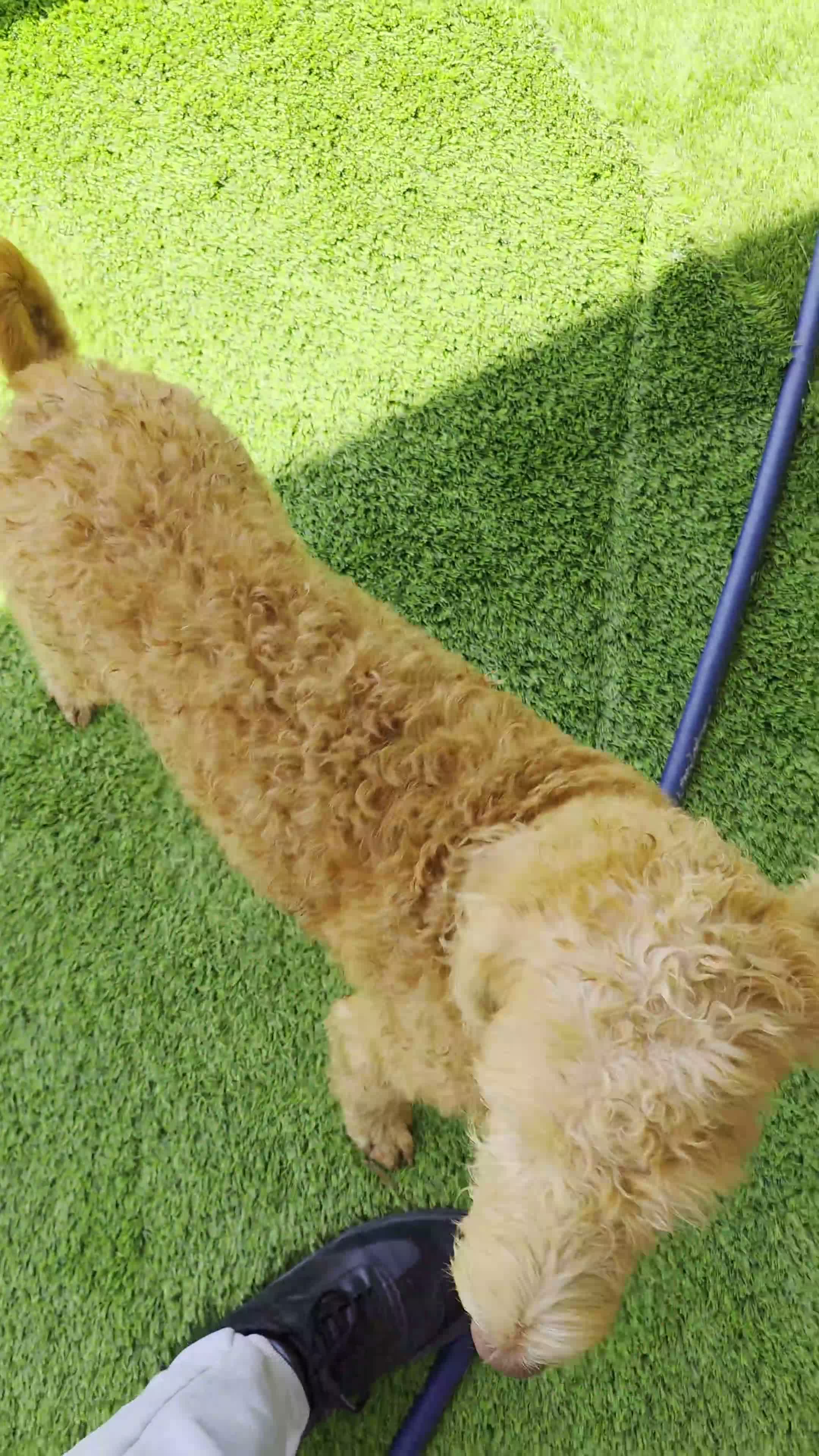 Labradoodle dogs for sale: Honey - Video 1
