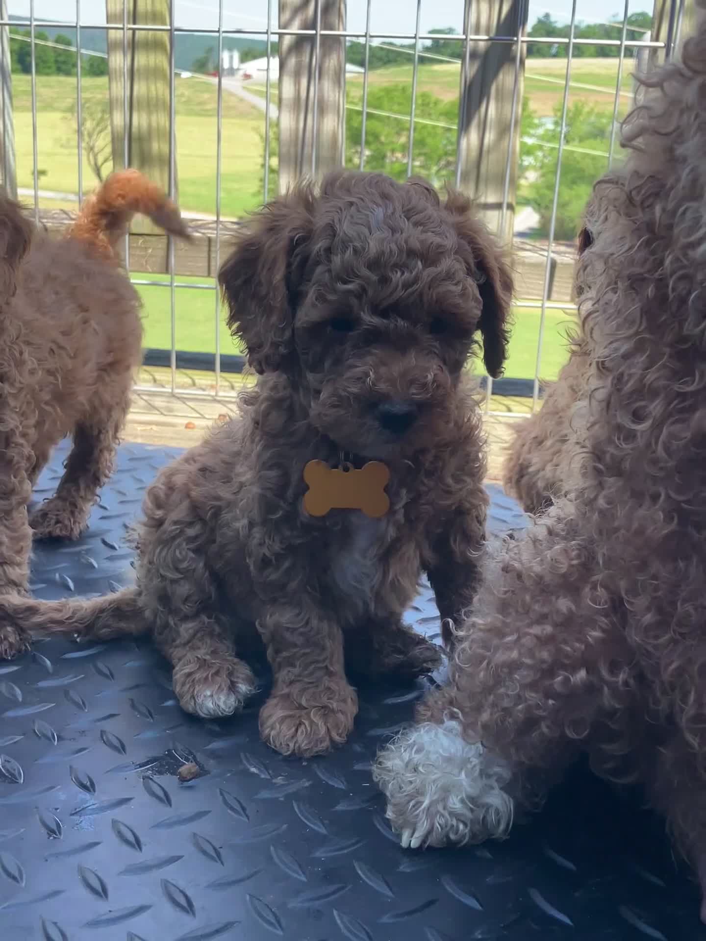 Miniature Poodle dogs for sale: Frappe - Video 1