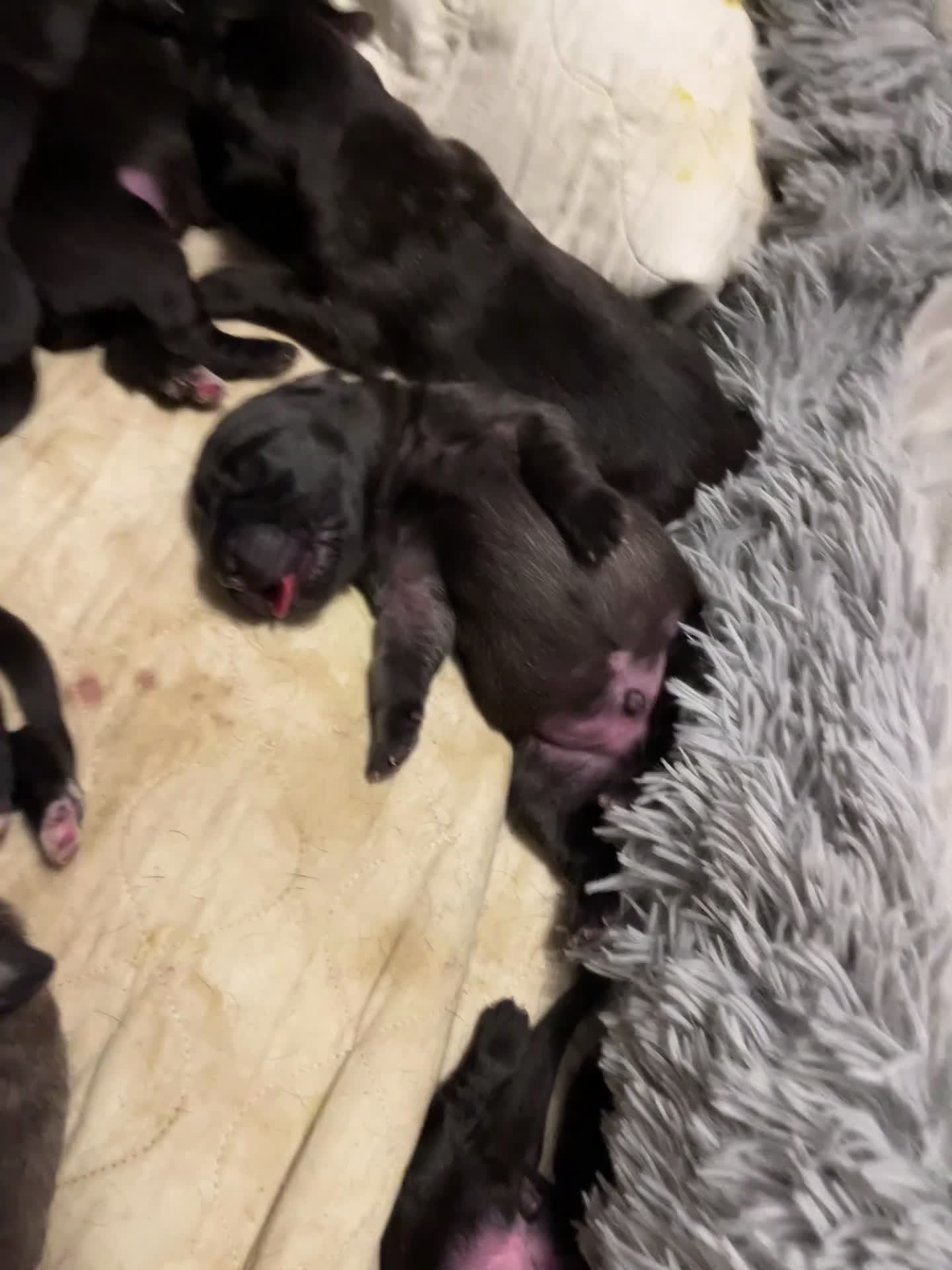 English Mastiff dogs for stud: Axle. - Video 2