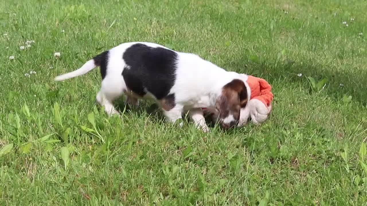 Beagle dogs for sale: Barron - Video 3